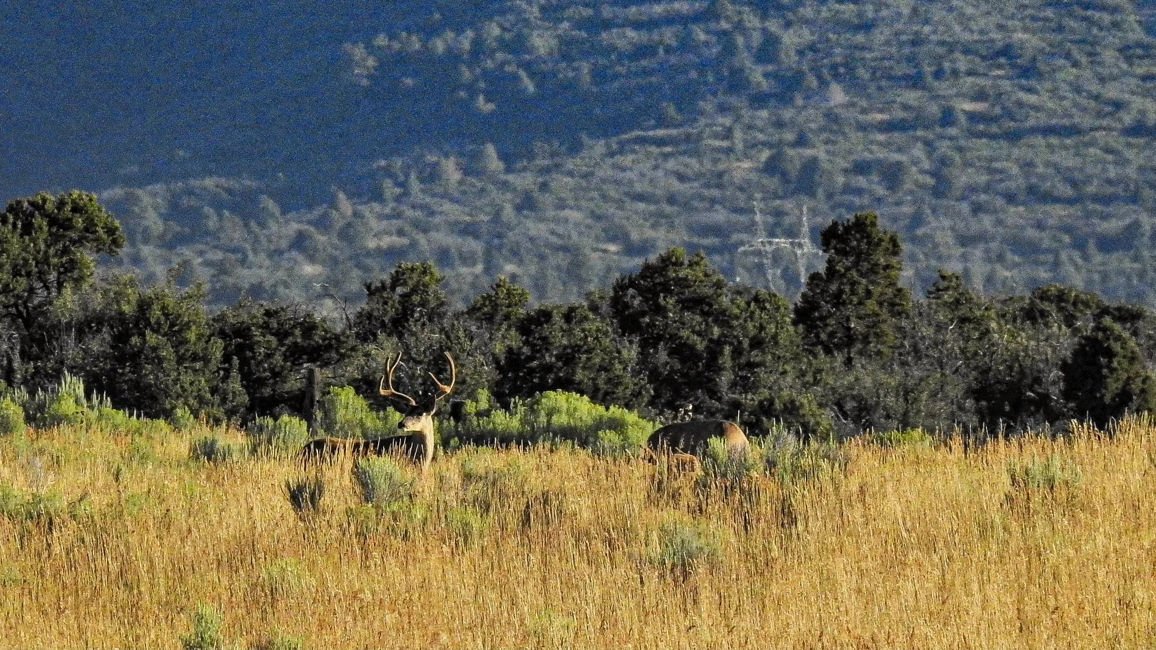 A scenic landscape with a grassy meadow, tall trees, and a mountain range in the background. There are two elk in the foreground, one with antlers and one without.