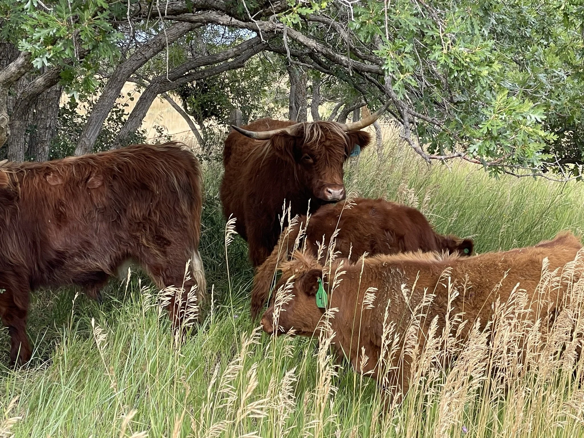 Several brown Highland cattle, some lying down and some standing, resting under a tree with lush green leaves in a grassy field.