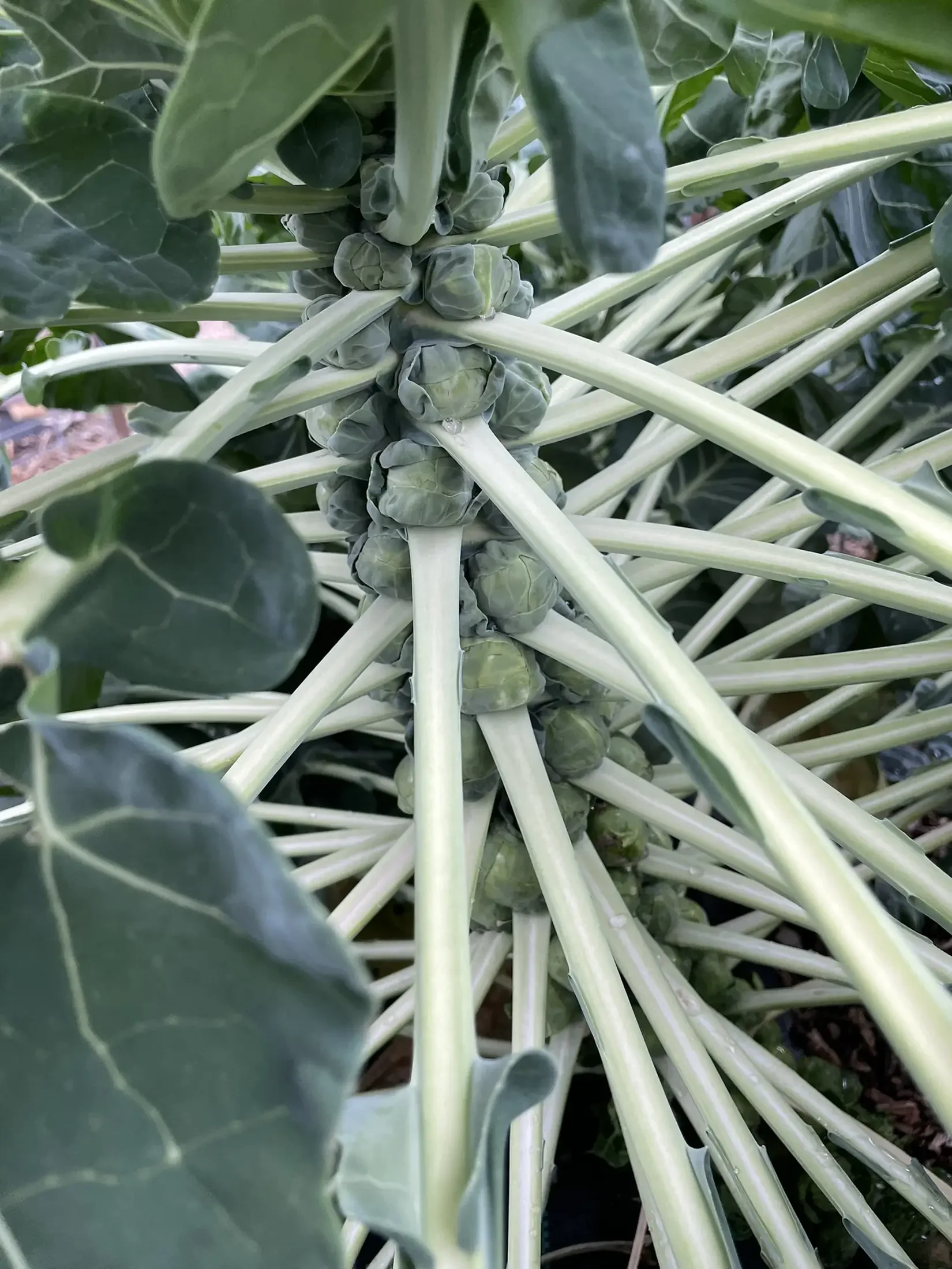 Close-up of Brussels sprouts growing on a plant with large green leaves and thick stalks.