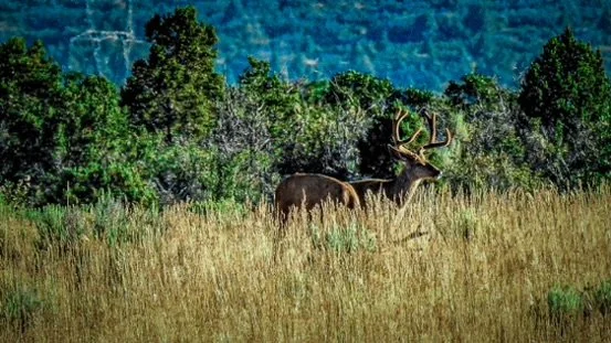 A deer with large antlers standing in a grassy field with trees and mountains in the background.