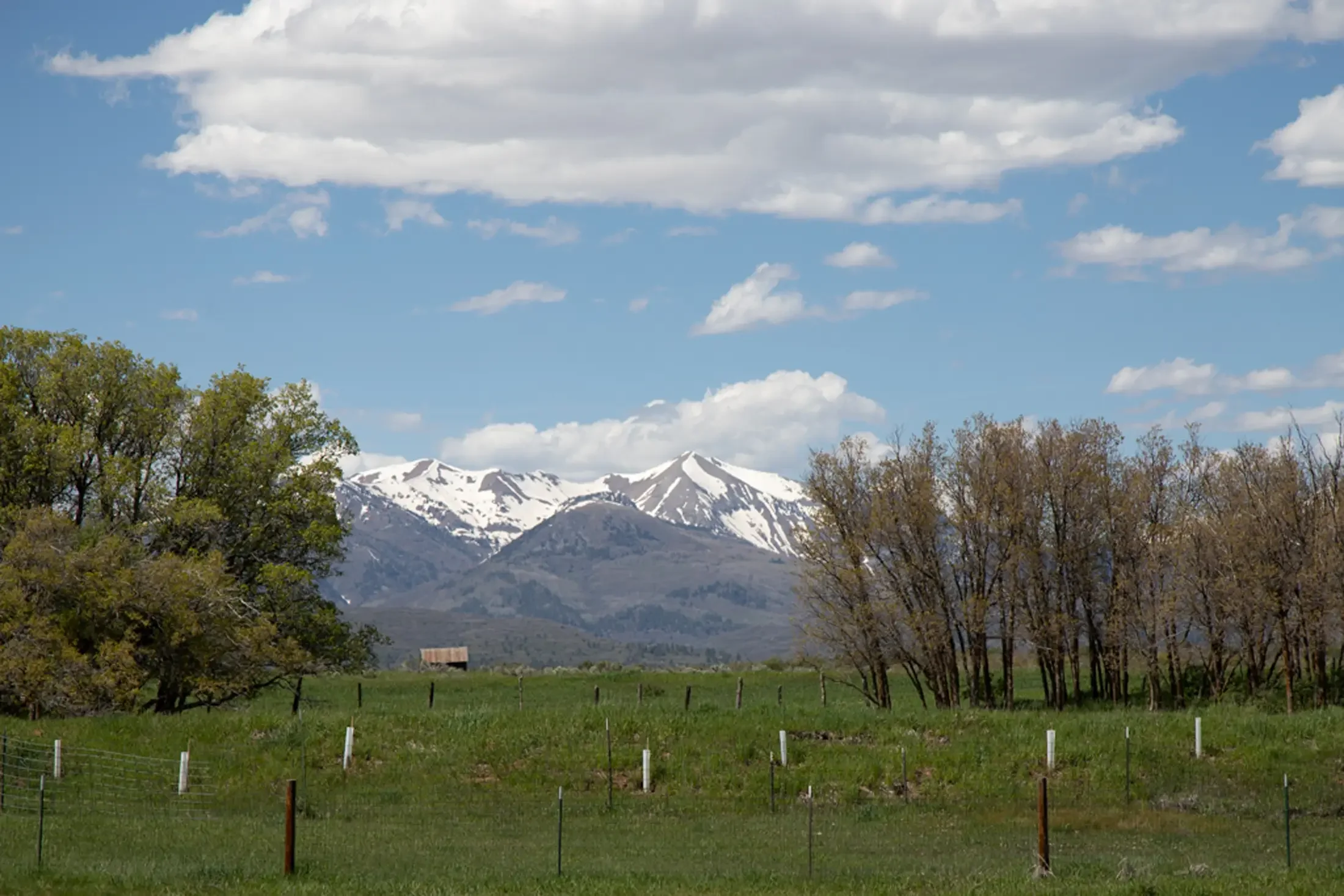 A landscape with green fields in the foreground, trees on either side, snow-capped mountains in the background, and a blue sky with scattered clouds.