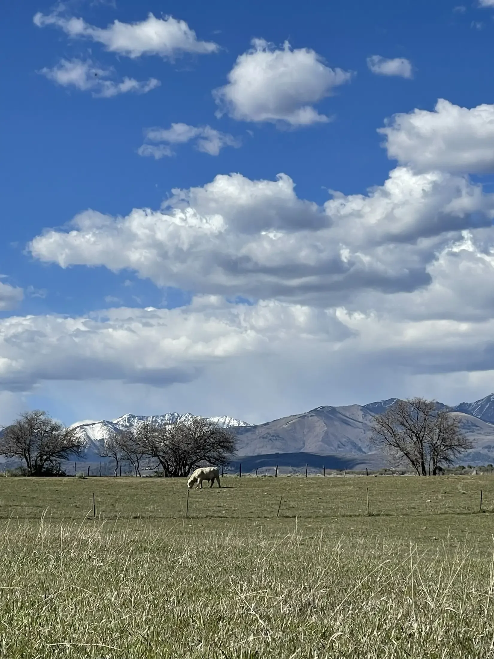 A landscape with a grassy field, a grazing sheep, a row of leafless trees, snow-capped mountains in the background, and a partly cloudy blue sky.