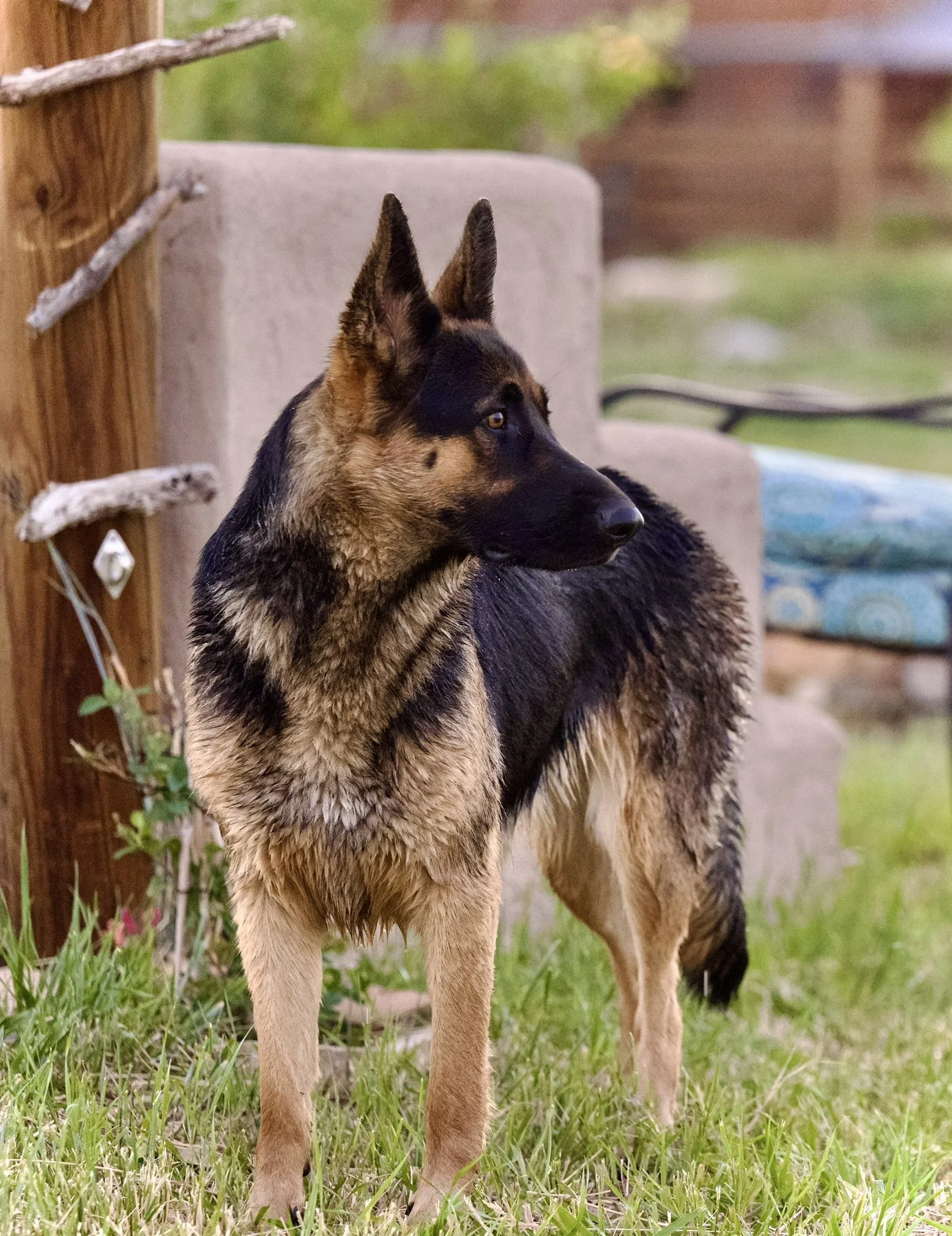 A German Shepherd dog standing on green grass near a wooden fence, with a blurred background of outdoor setting.