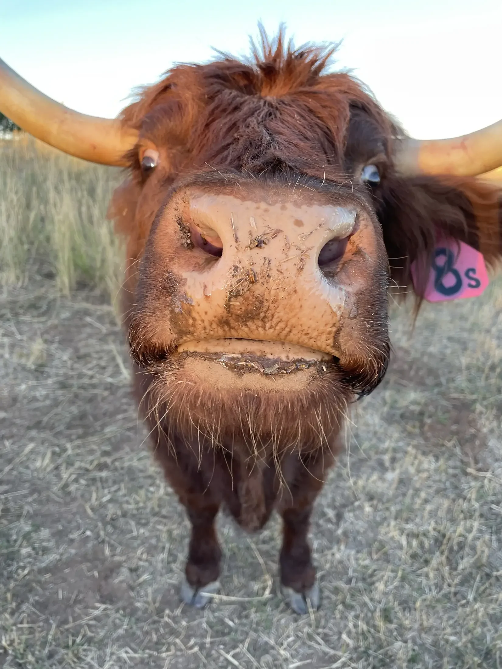 Close-up of a Highland cow's face, showing its large nose, horns, and brown fur, with a pink ear tag marked '68s' in a field.