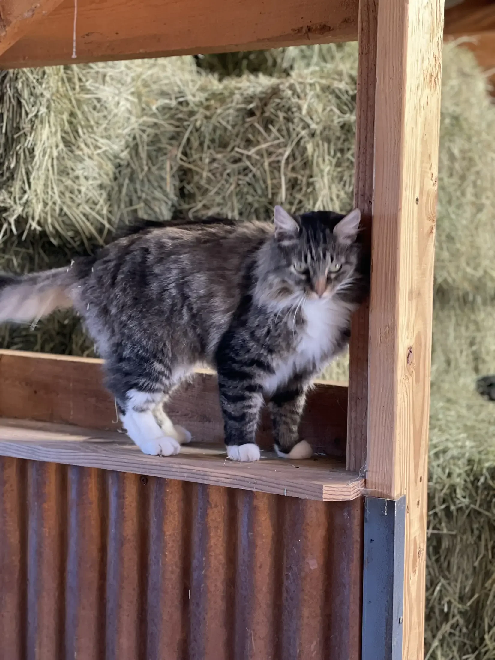 A tabby cat with white paws and chest standing inside a wooden structure with hay in the background.