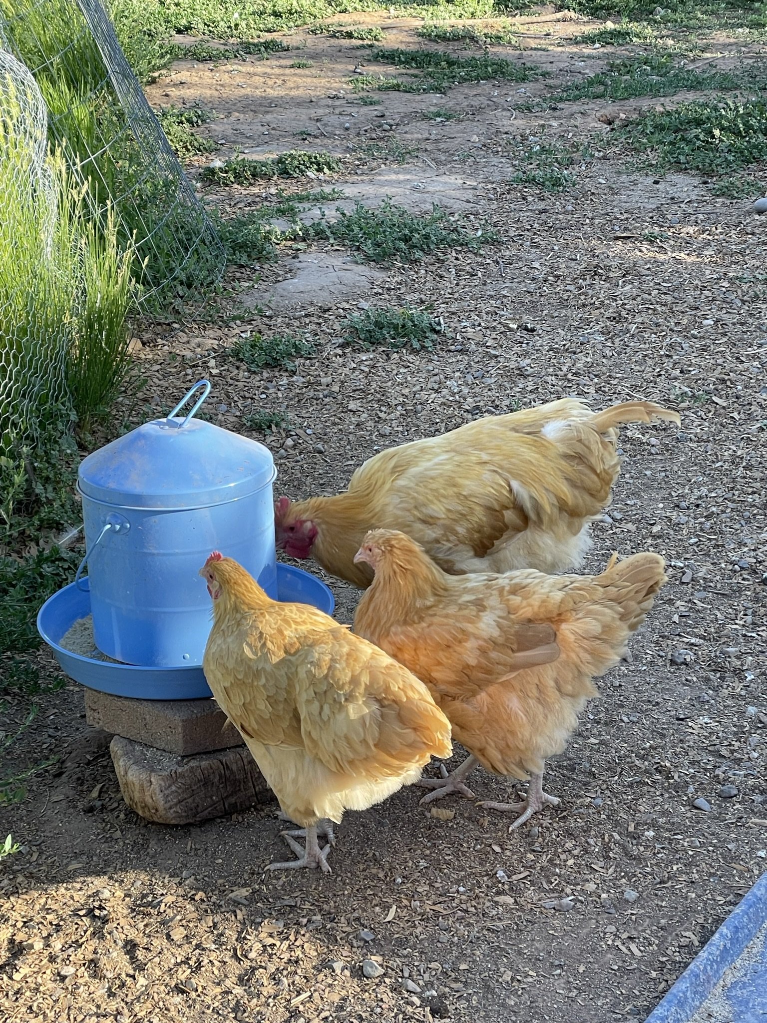 Several yellow chickens gathered near a blue water dispenser on a dirt ground, with a wire fence and green grass in the background.