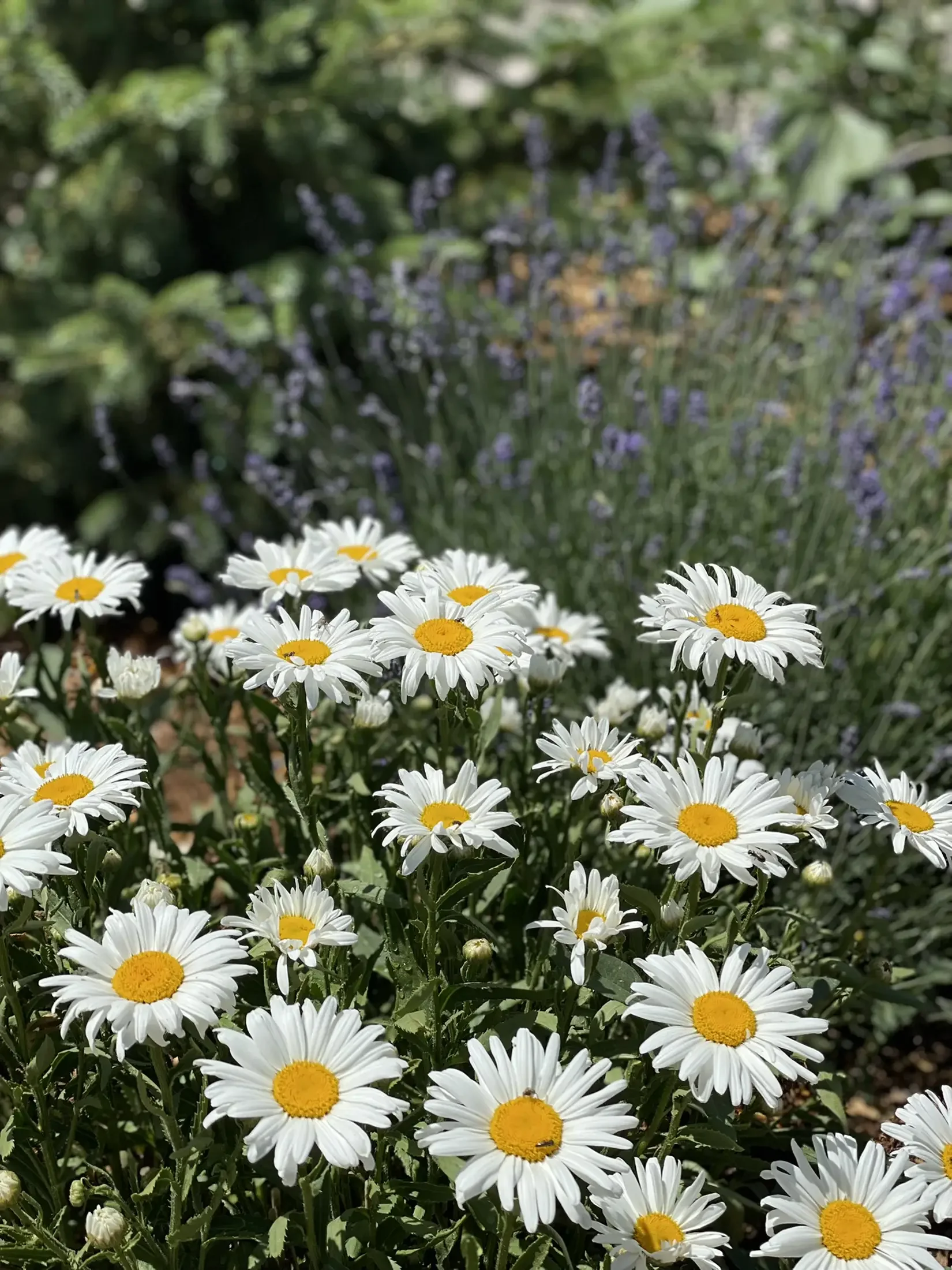 Field of white daisies with yellow centers in a garden.
