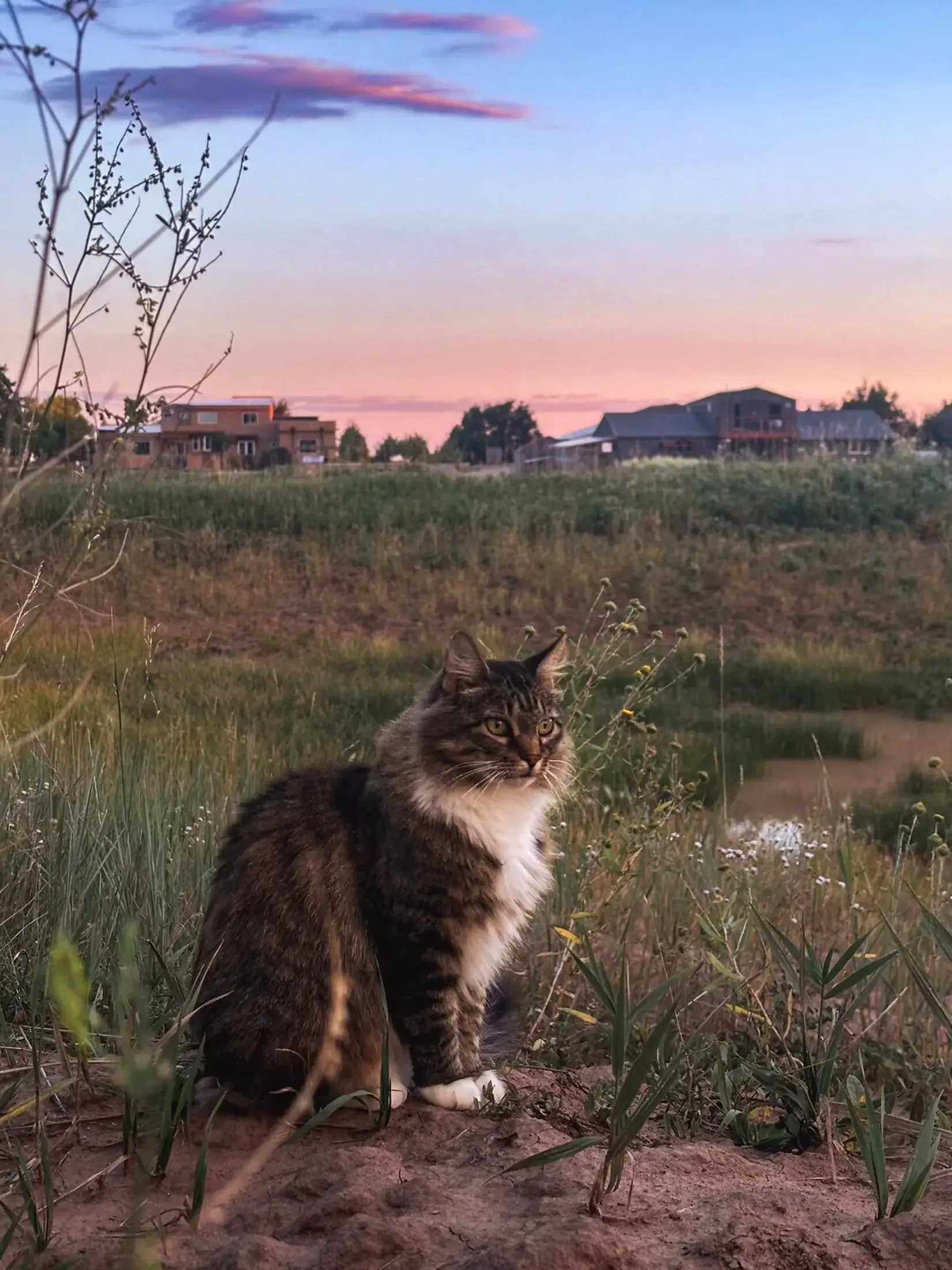 A tabby cat with white paws sitting on the ground among grass and plants near a small stream, during sunset with houses and trees in the background.