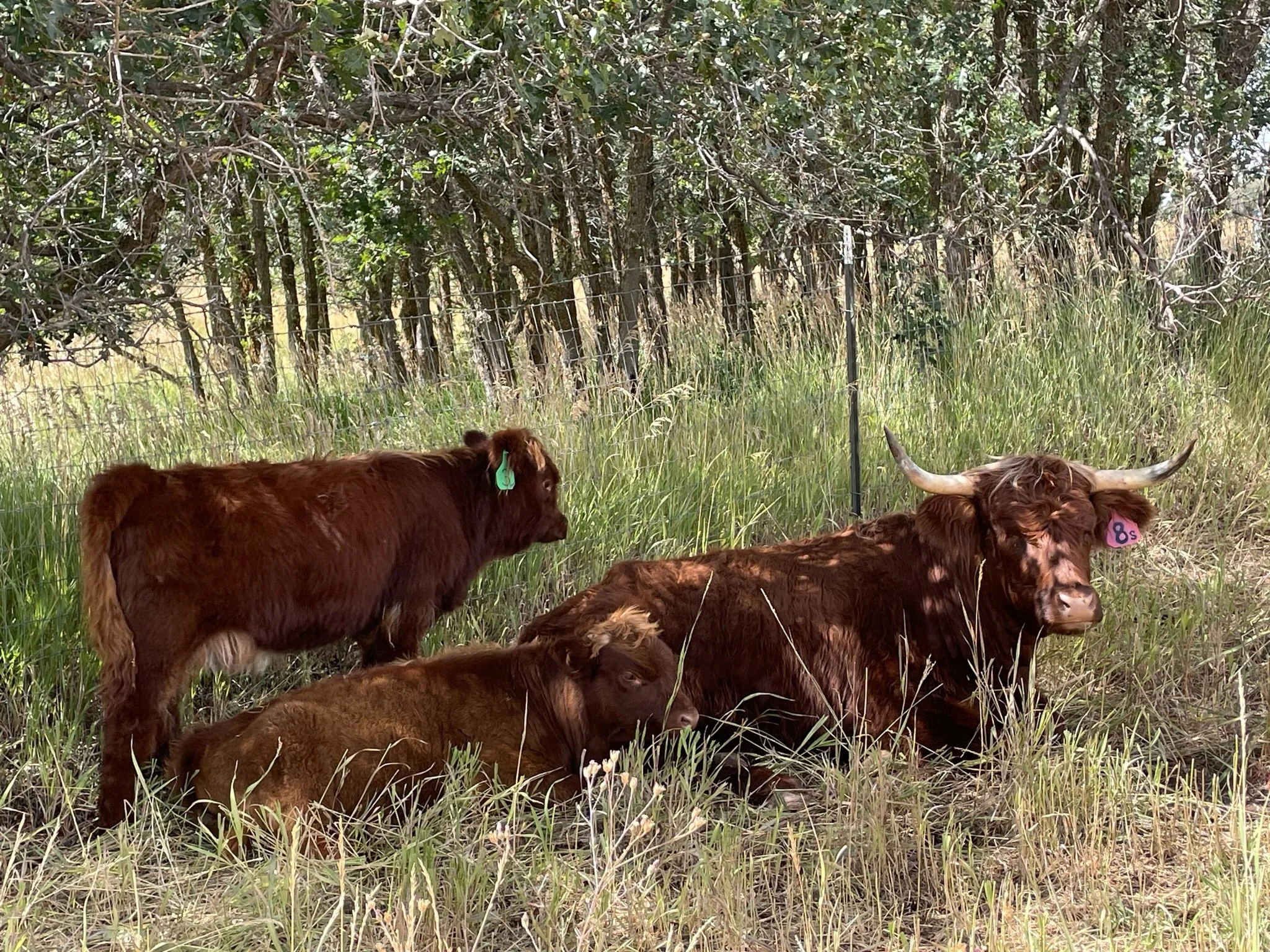Cows resting in a grassy outdoor area with trees and a wire fence in the background.