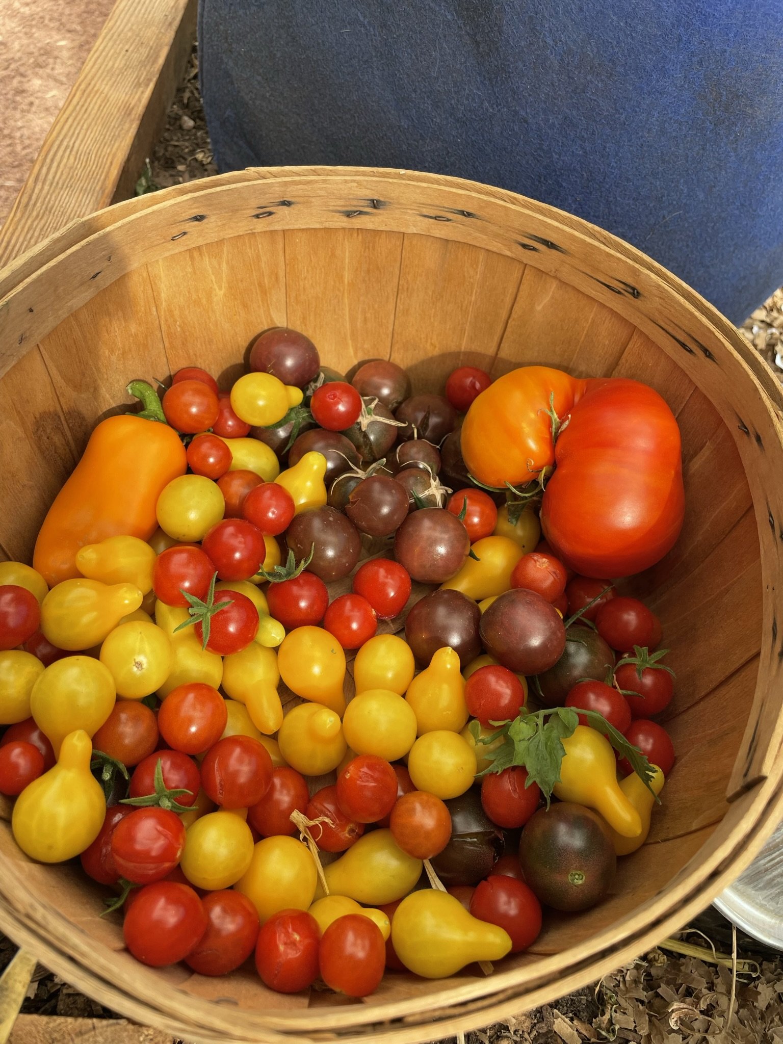 A wooden basket filled with various colorful heirloom tomatoes, including red, yellow, orange, purple, and green varieties, sitting on the ground outdoors.