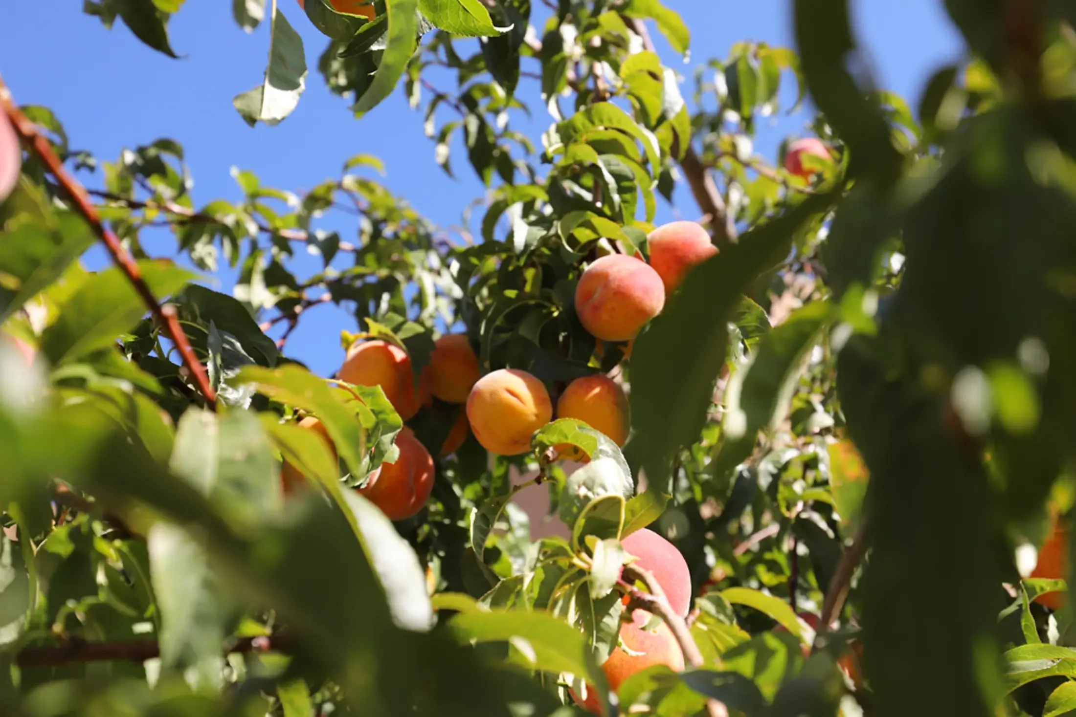 Ripe peaches hanging on a tree branch surrounded by green leaves against a bright blue sky.