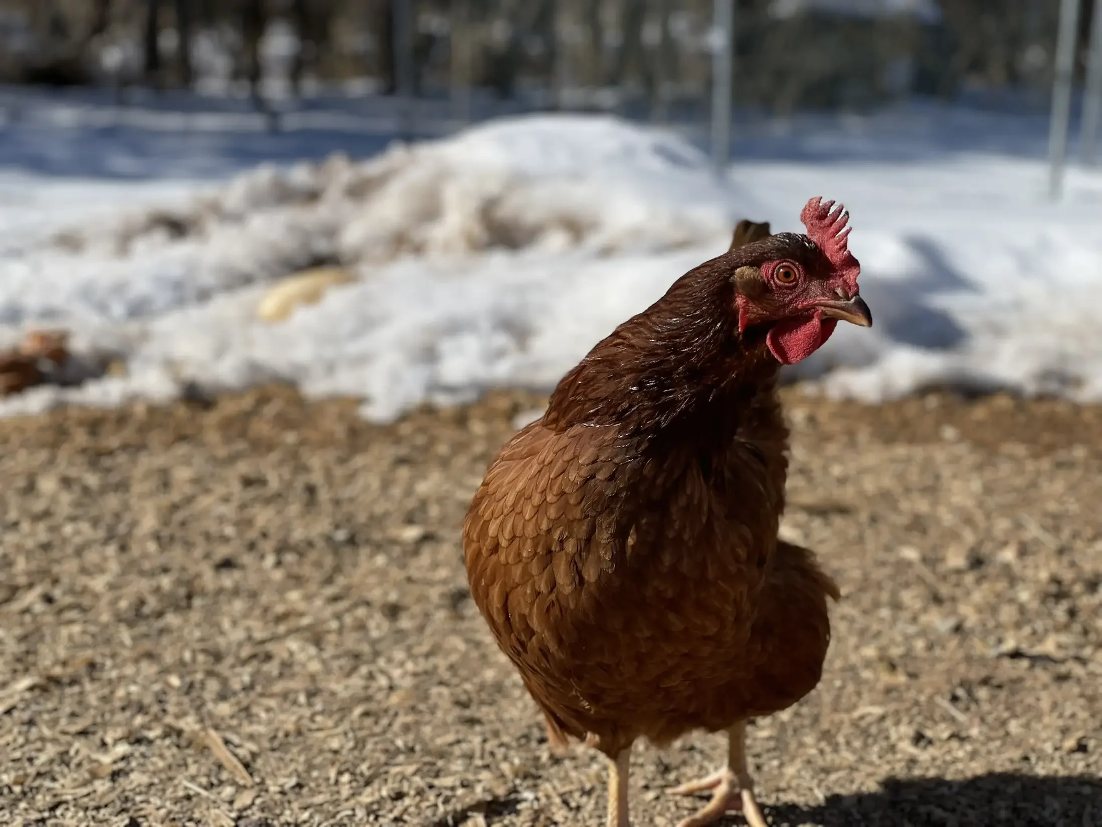 Close-up of a brown hen standing outdoors on a gravel surface with a snowy background and trees in the distance.