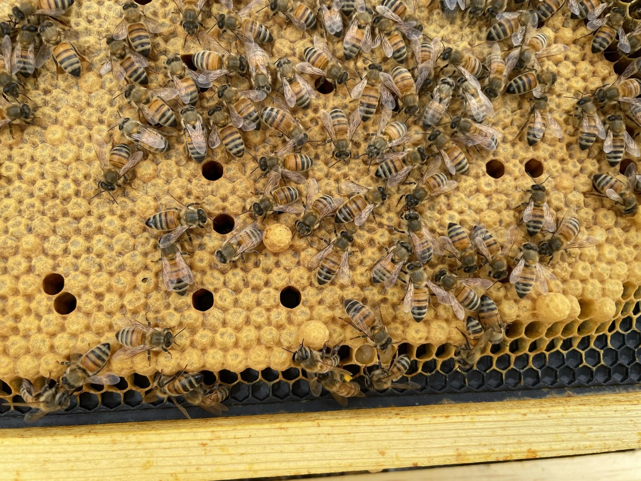 Honeycomb with many bees on it in a hive.