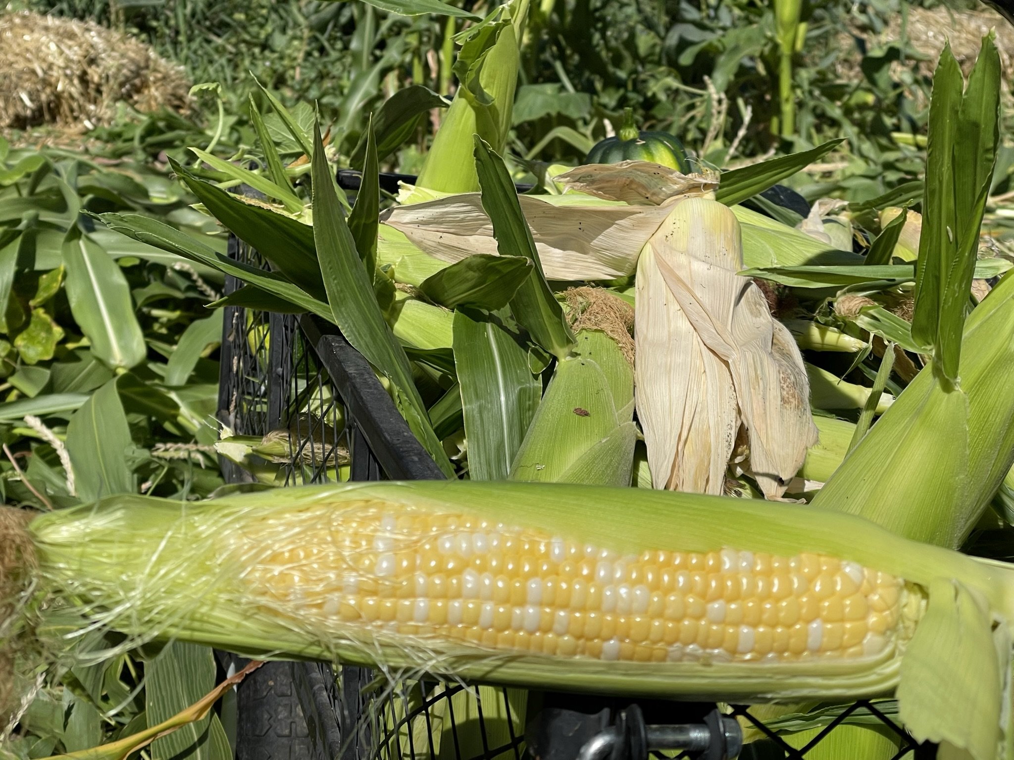 A partially husked ear of yellow corn with kernels visible, surrounded by green leaves and plant stalks.