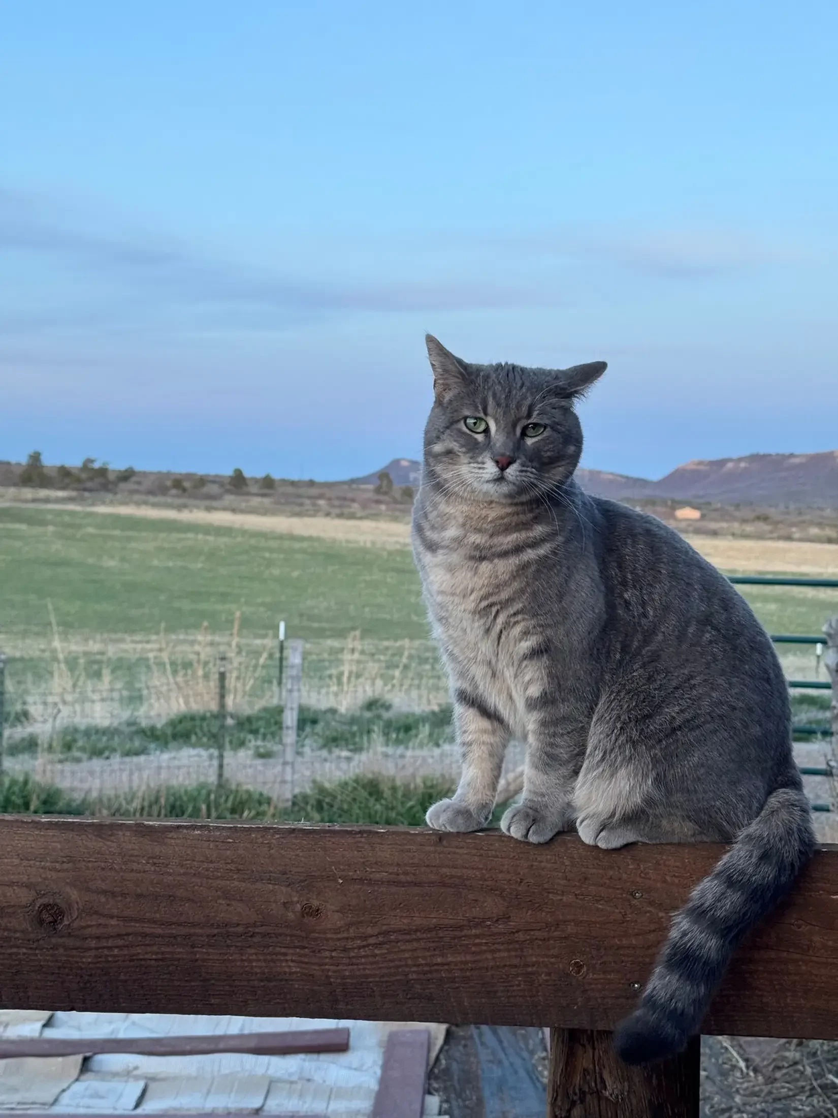 A gray tabby cat sitting on a wooden fence with a rural landscape and mountains in the background.