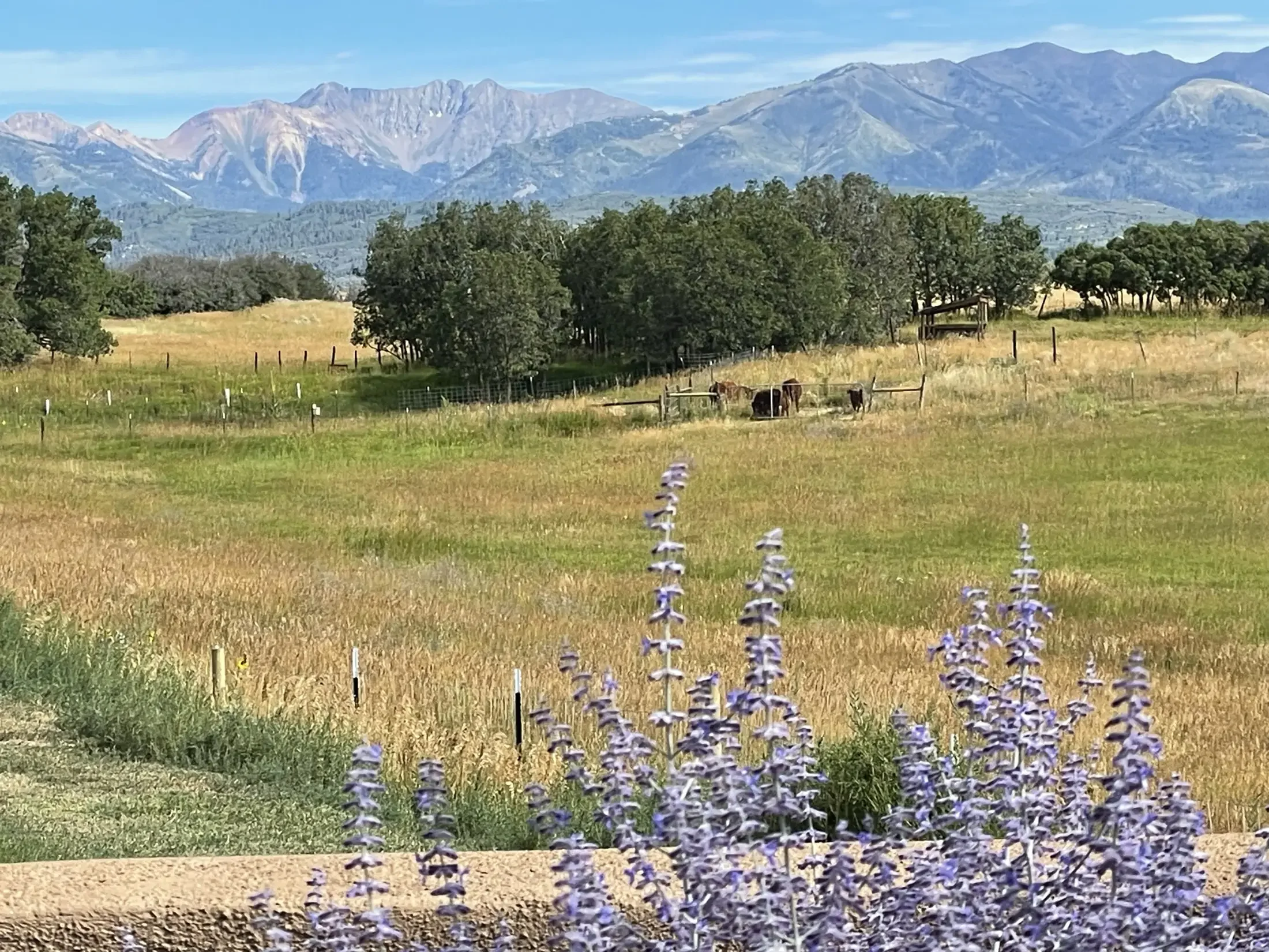 A landscape with a field of yellow and green grass, purple flowers in the foreground, green trees, and mountains in the background under a partly cloudy sky.