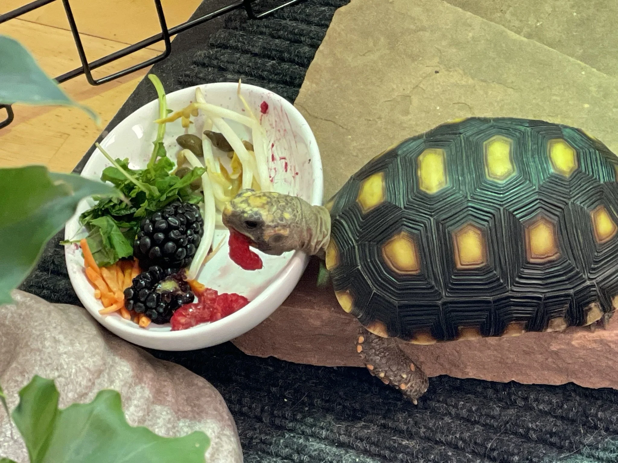A small tortoise with a patterned shell is next to a bowl of salad containing blackberries, shredded carrots, some greens, bean sprouts, and diced tomatoes on a table.