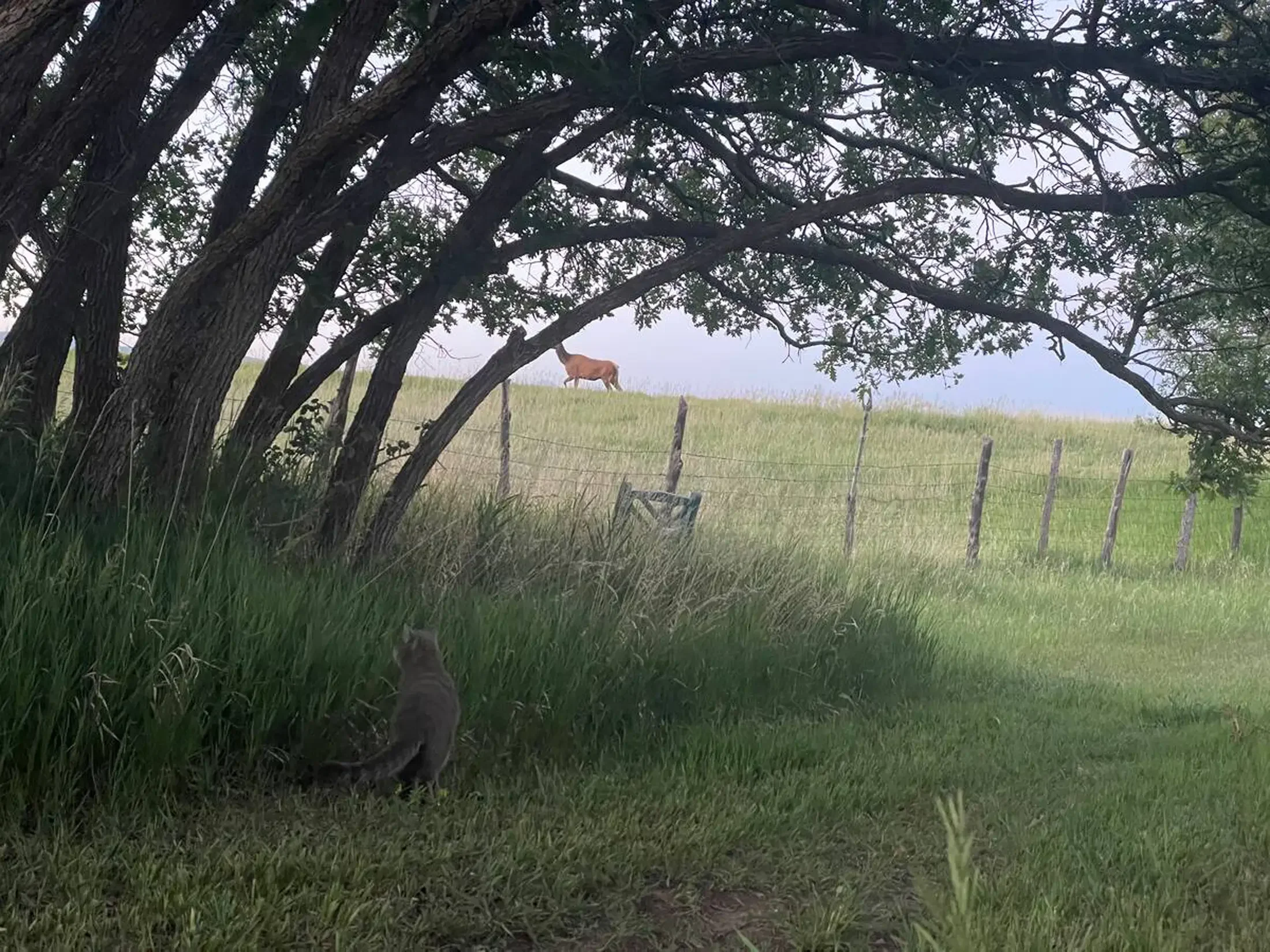 View through a large tree's branches and leaves showing a grassy field with a donkey walking on the horizon and a fence line in the background.