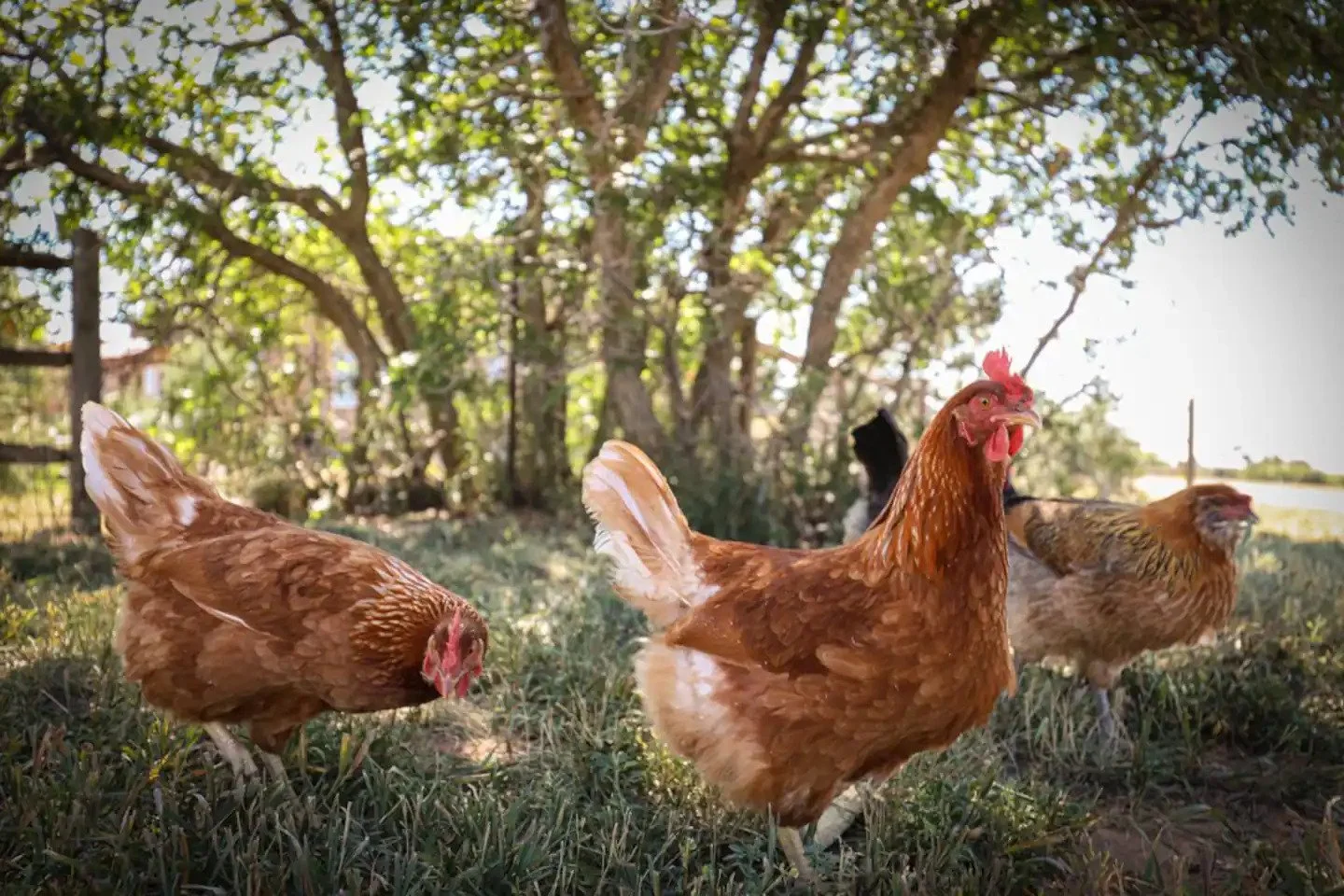 Several chickens in a grassy yard under a tree, with some trees and a fence in the background.