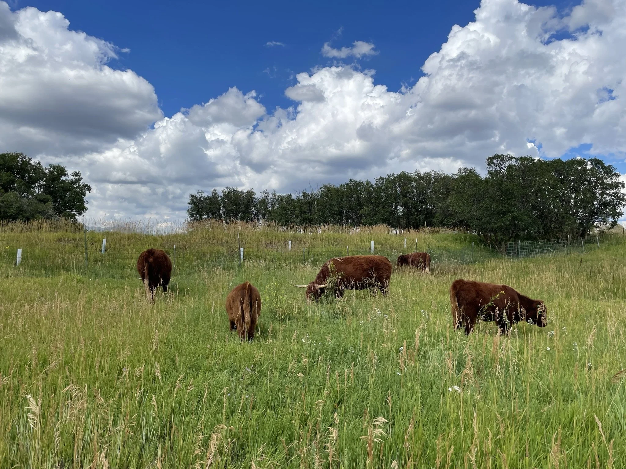 Green grassy field with cows grazing, trees in the background, and a sky filled with large white clouds and patches of blue.