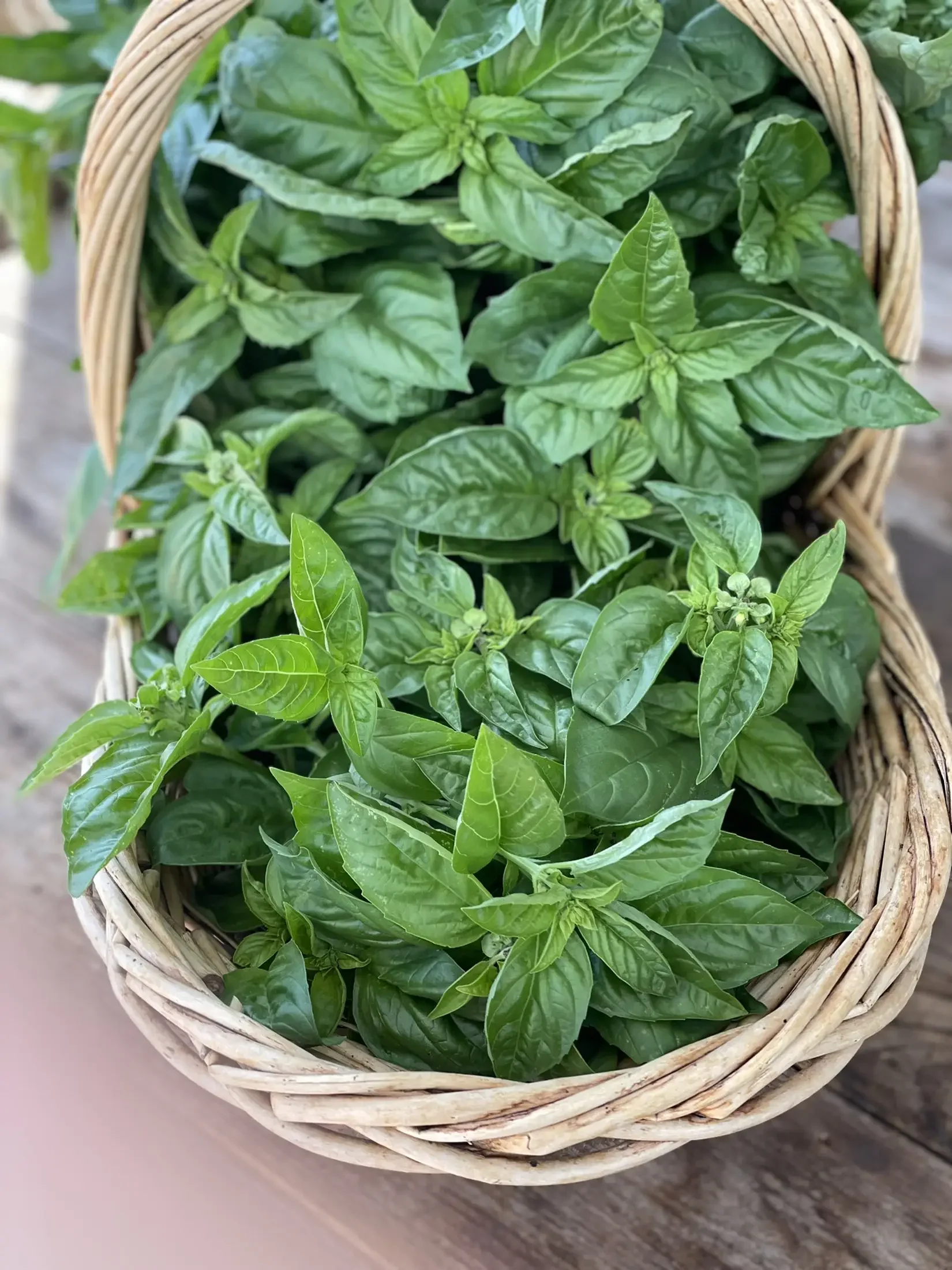A basket filled with fresh basil leaves on a wooden surface.