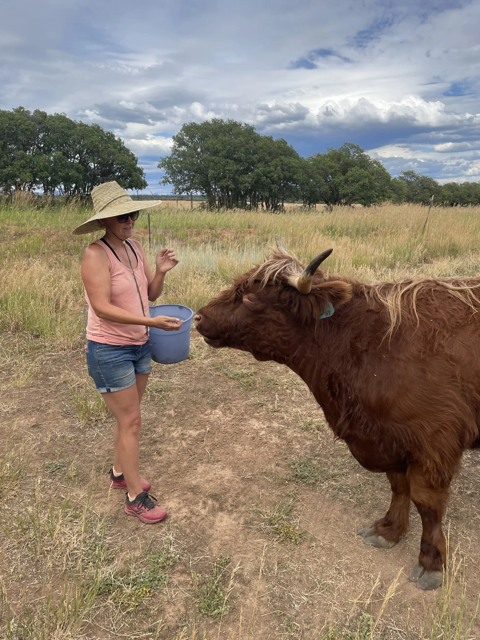 A woman wearing a wide-brimmed hat, sunglasses, and athletic shoes stands outdoors in a grassy field, holding a blue bucket, while a brown cow with horns touches her face with its nose. The background features trees and a cloudy sky.