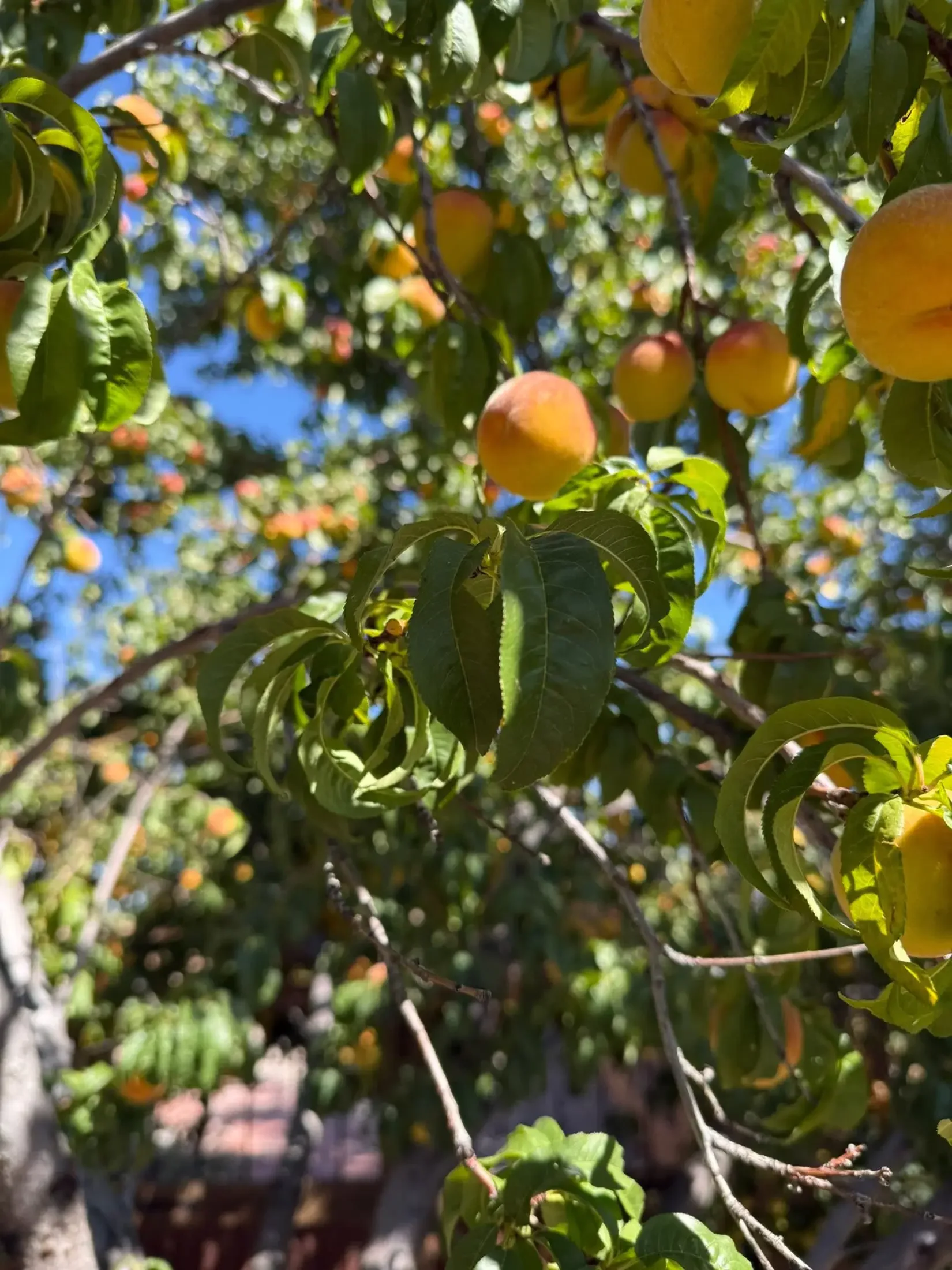 Close-up of a fruit tree with ripening peaches hanging from branches among green leaves, on a sunny day.