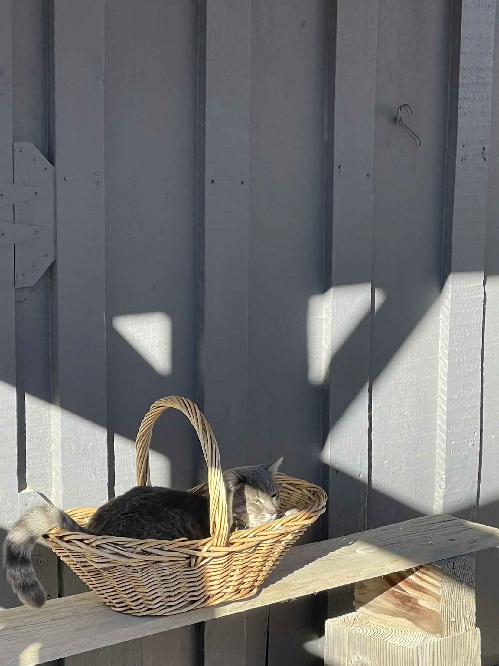 A black and white cat resting in a wicker basket on a wooden bench against a gray wooden wall, with shadows cast on the wall from sunlight.