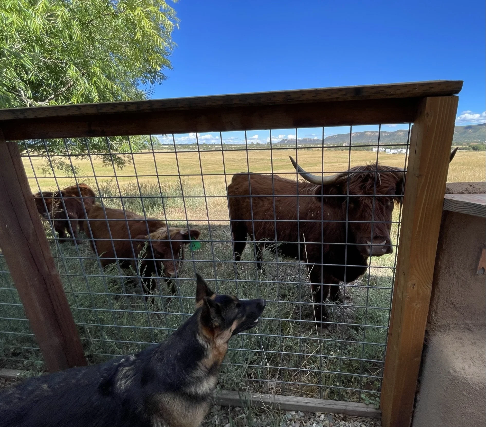 A dog in the foreground and two Highland cattle behind a wire fence, with a scenic landscape of open field, mountains, and a blue sky in the background.