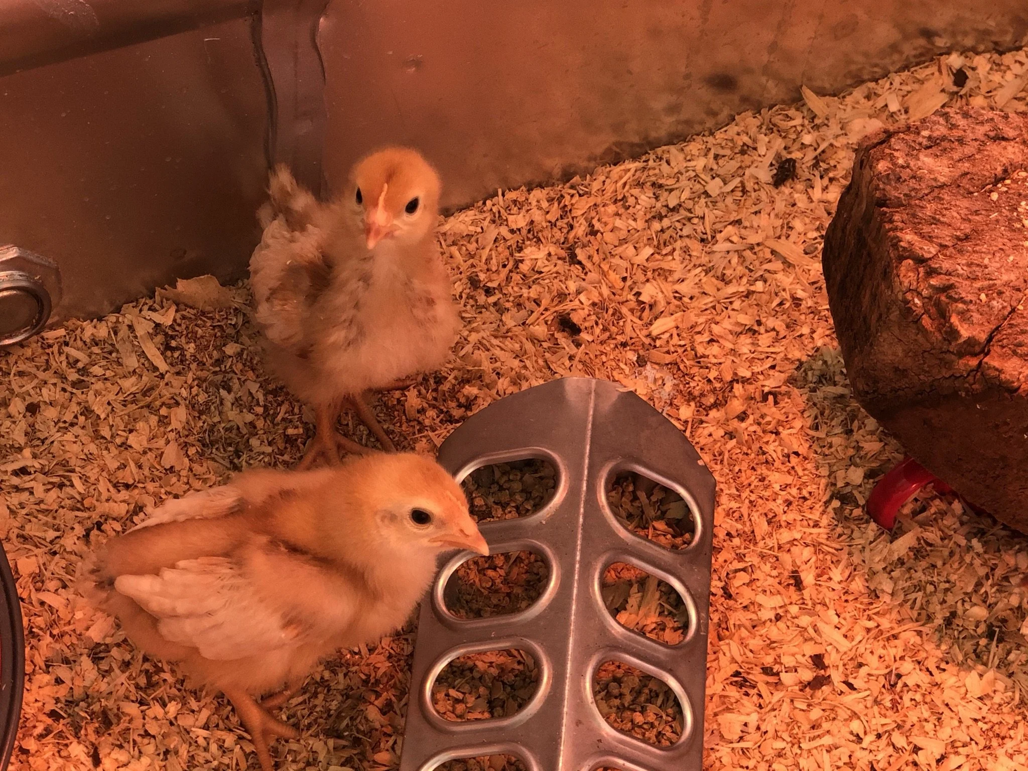 Two yellow chicks in a brooder on wood shavings with a metal feeder and a red object nearby.