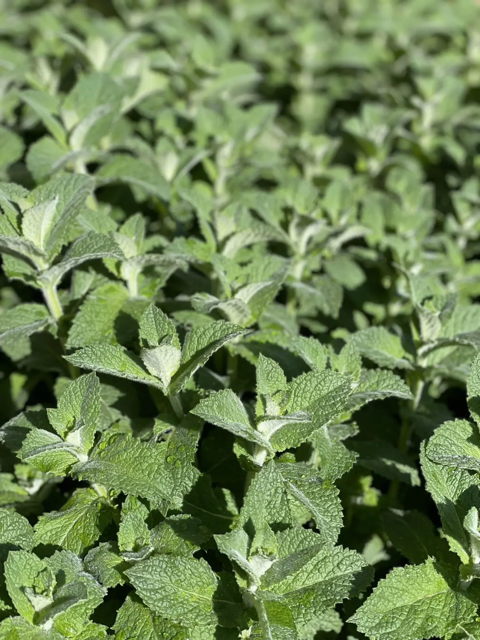 Close-up of fresh, green mint leaves in bright sunlight.