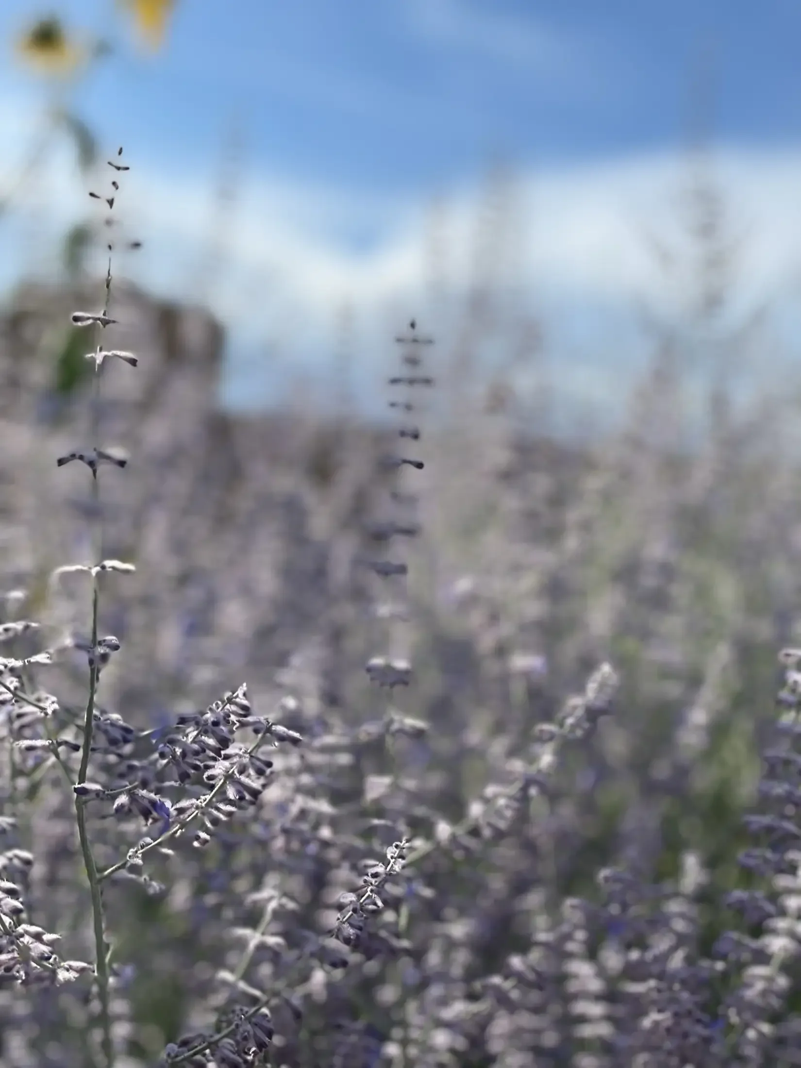 Close-up of a dry flowering plant with purple flowers in the foreground, blurred background with blue sky and clouds.