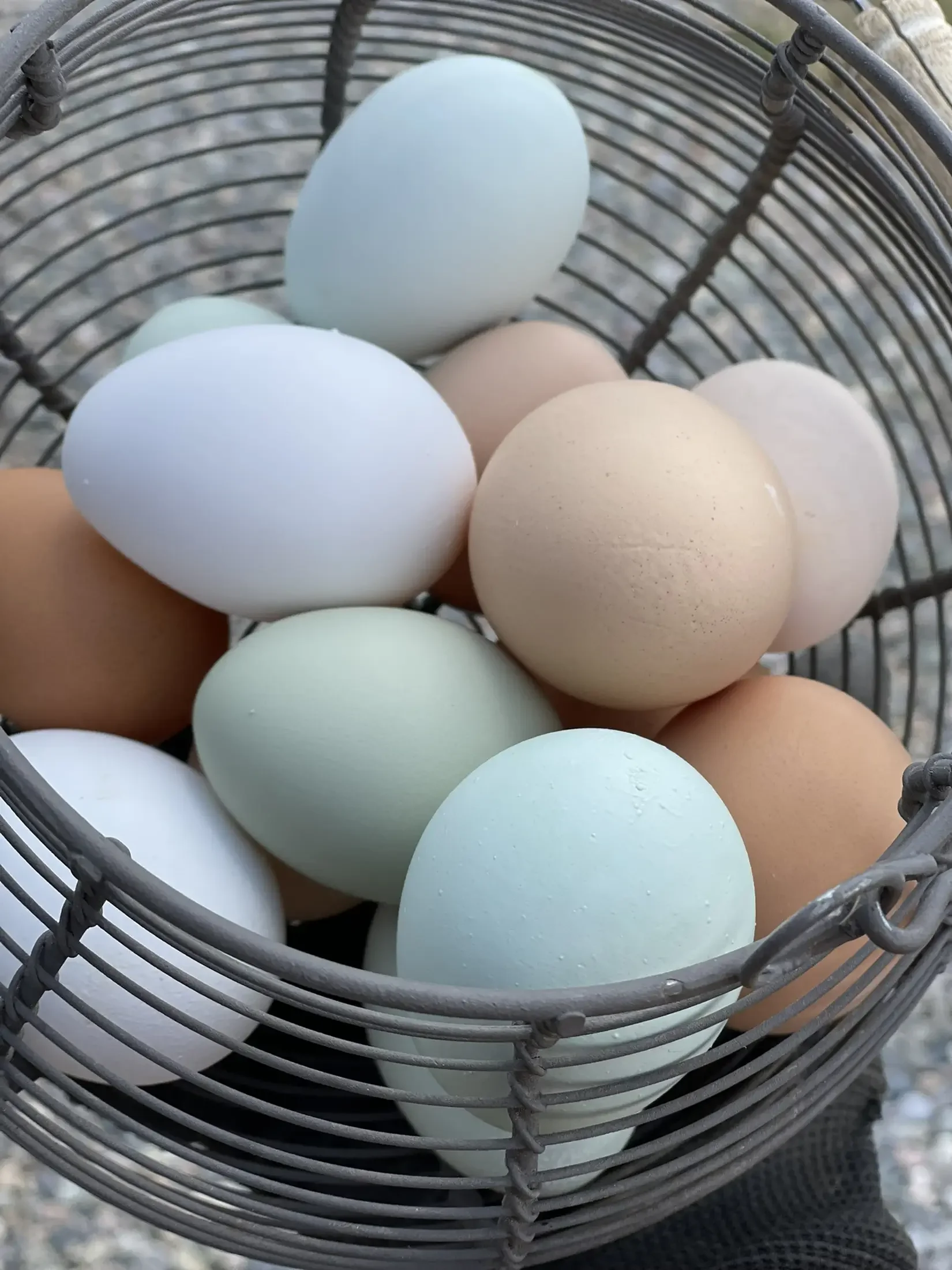 A wire basket filled with various colored eggs including white, light blue, and light brown.