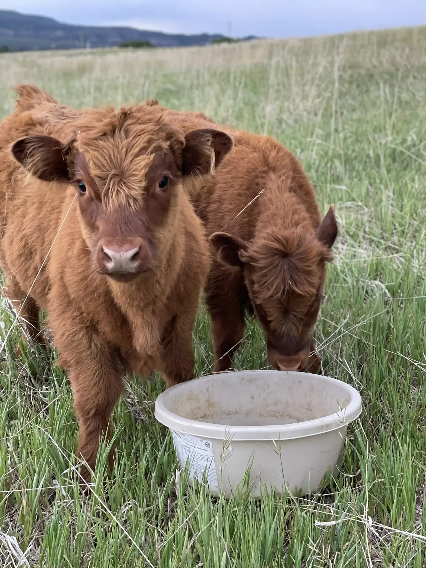 Two reddish-brown cows in a grassy field with a white bucket in front of them, one cow looking directly at the camera and the other grazing.