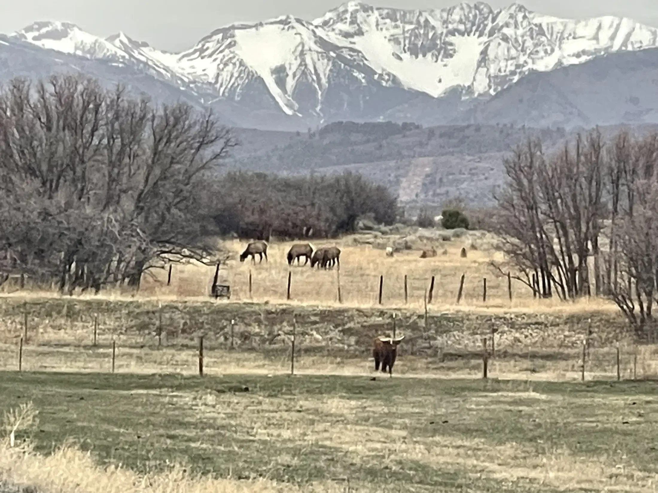 A rural landscape with a mountain range in the background, snow-capped peaks, leafless trees in the foreground, a fenced pasture with grazing animals, and a couple of cows near the bottom.