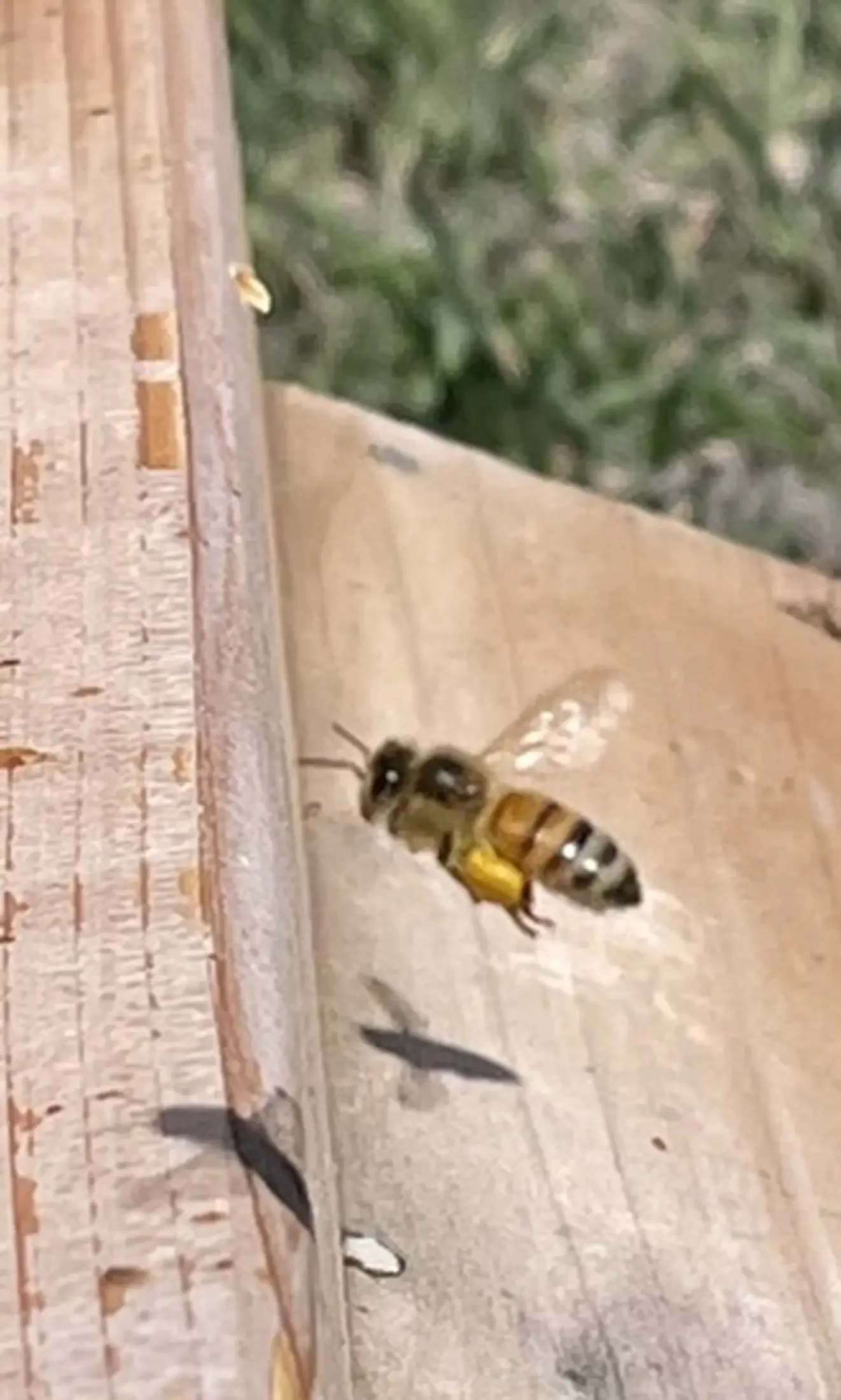A honeybee flying near a brick ledge with some plants in the background.