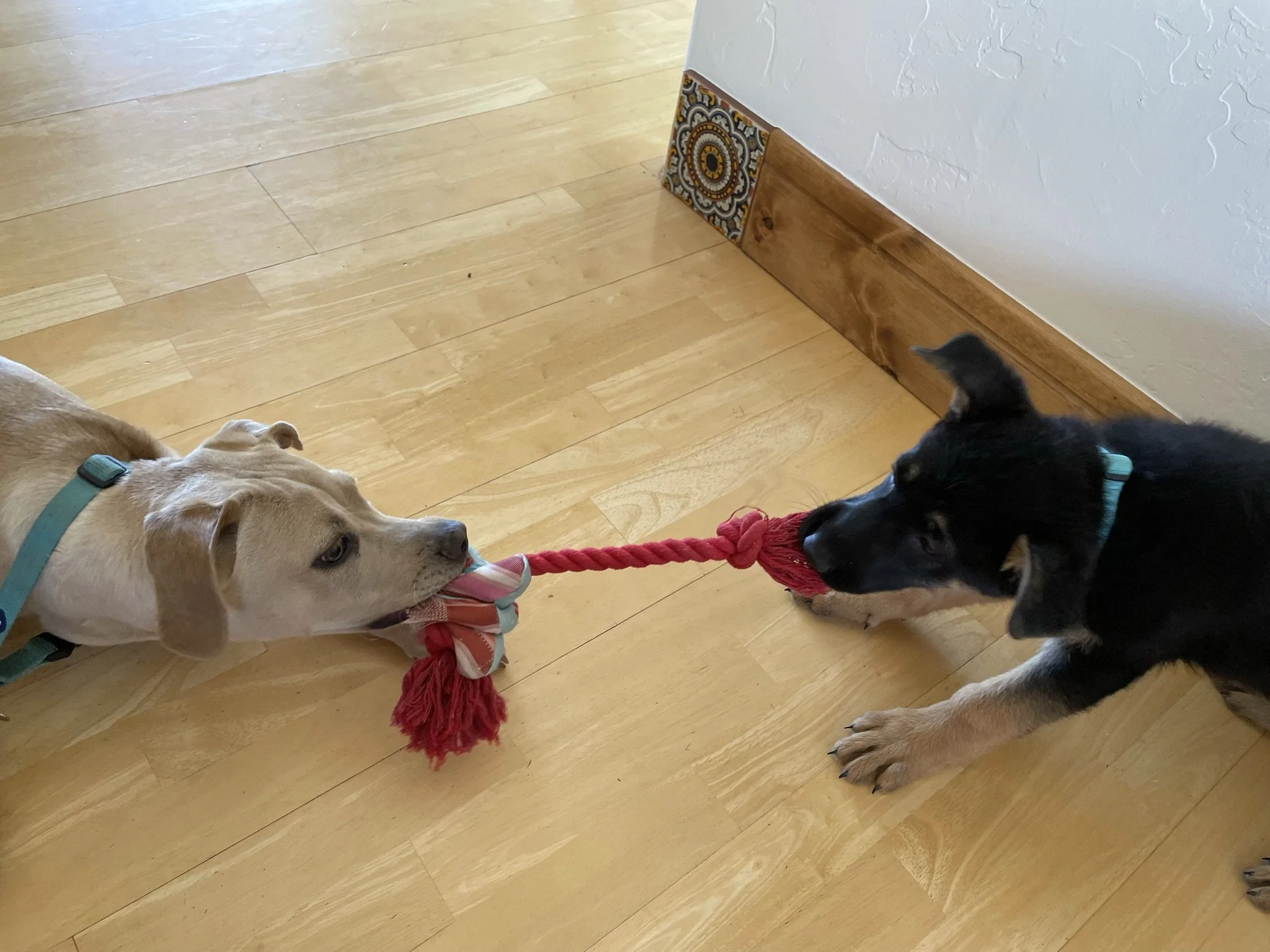 Two dogs play tug-of-war with a red rope toy on a wooden floor near a white wall with a decorative tile baseboard.