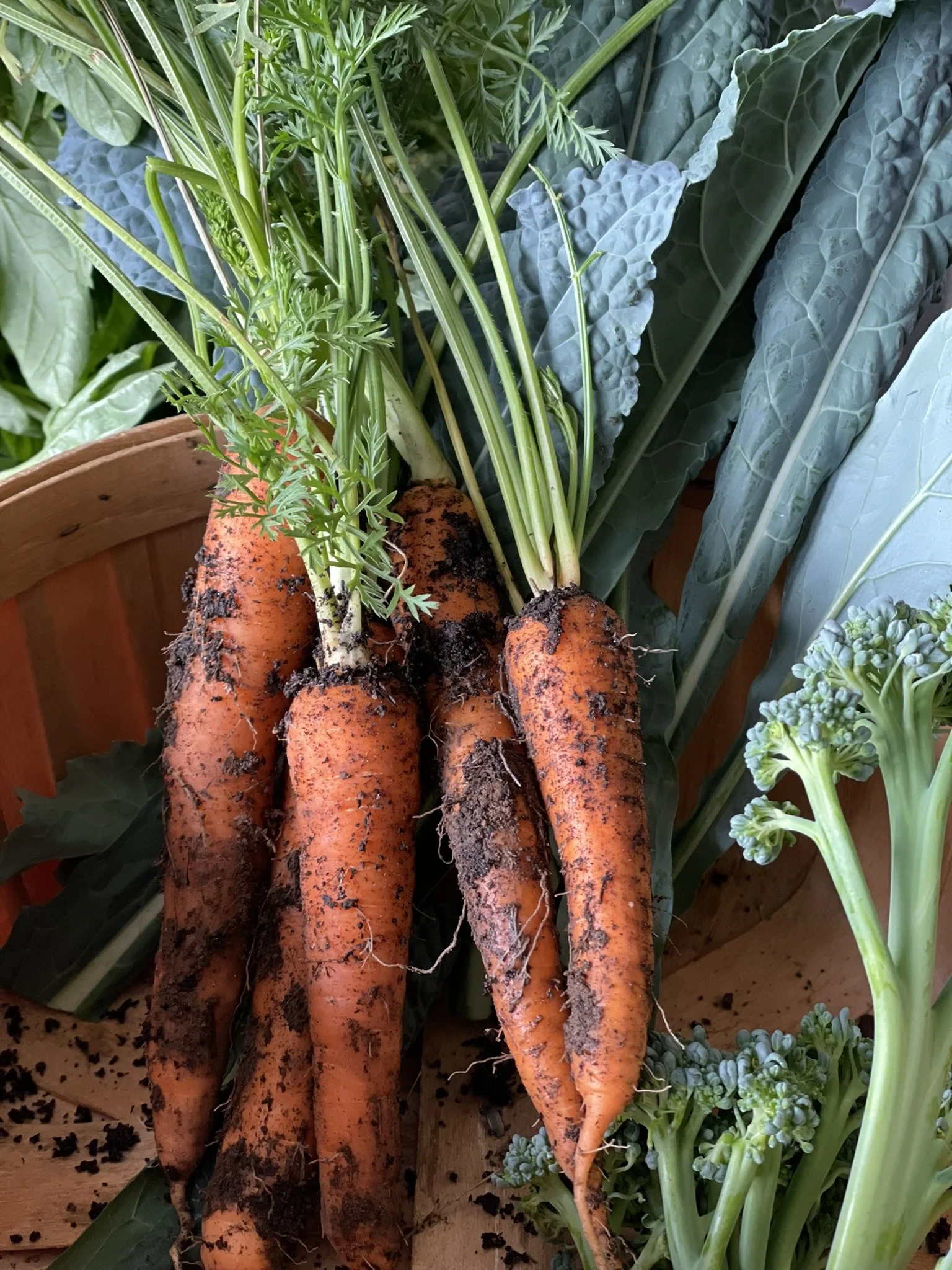 Freshly harvested carrots with soil on them, surrounded by green leafy vegetables like kale and broccoli.
