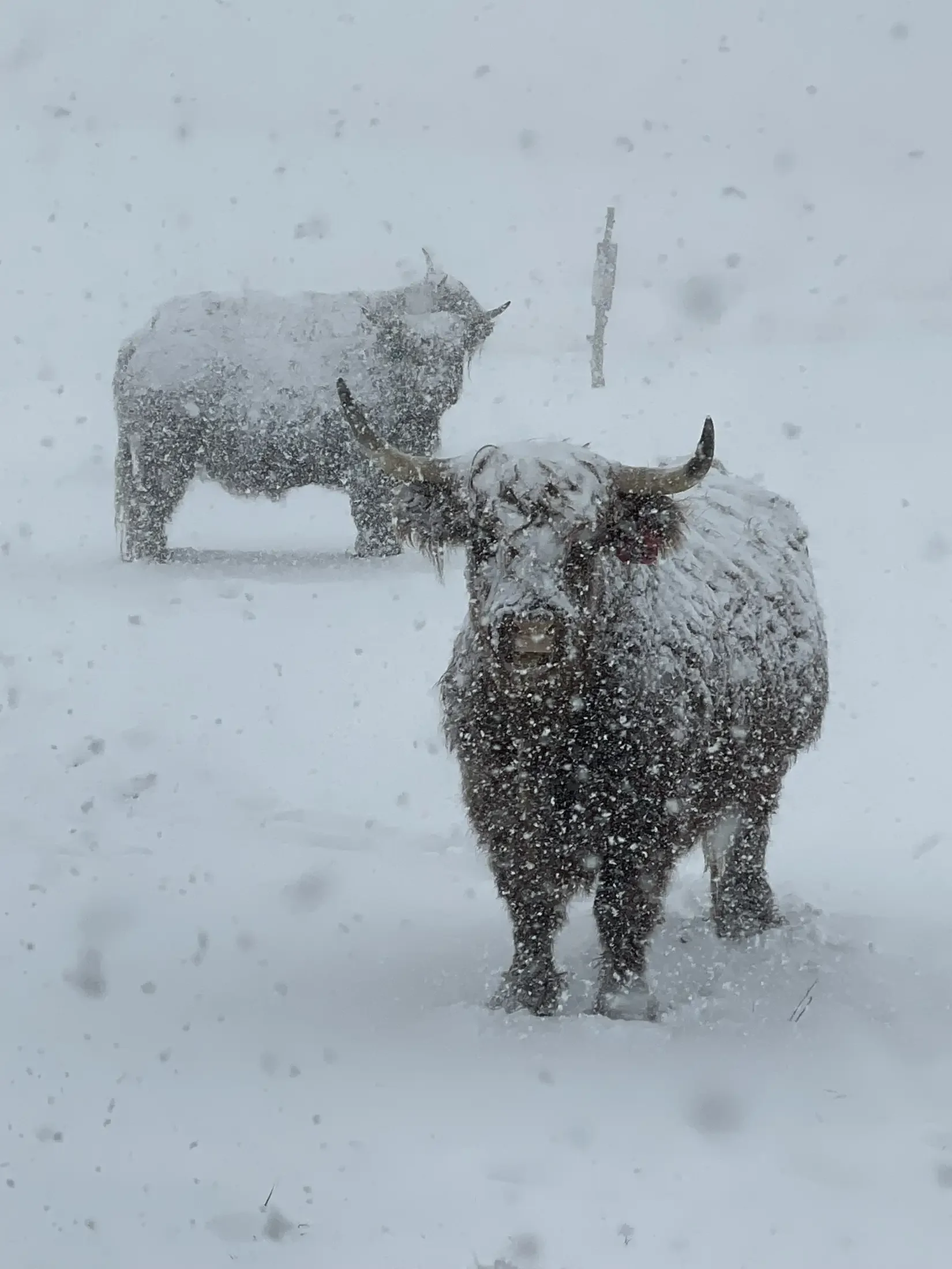 Two oxen standing in a snowy landscape during a snowstorm, their bodies covered in snow and facing opposite directions.