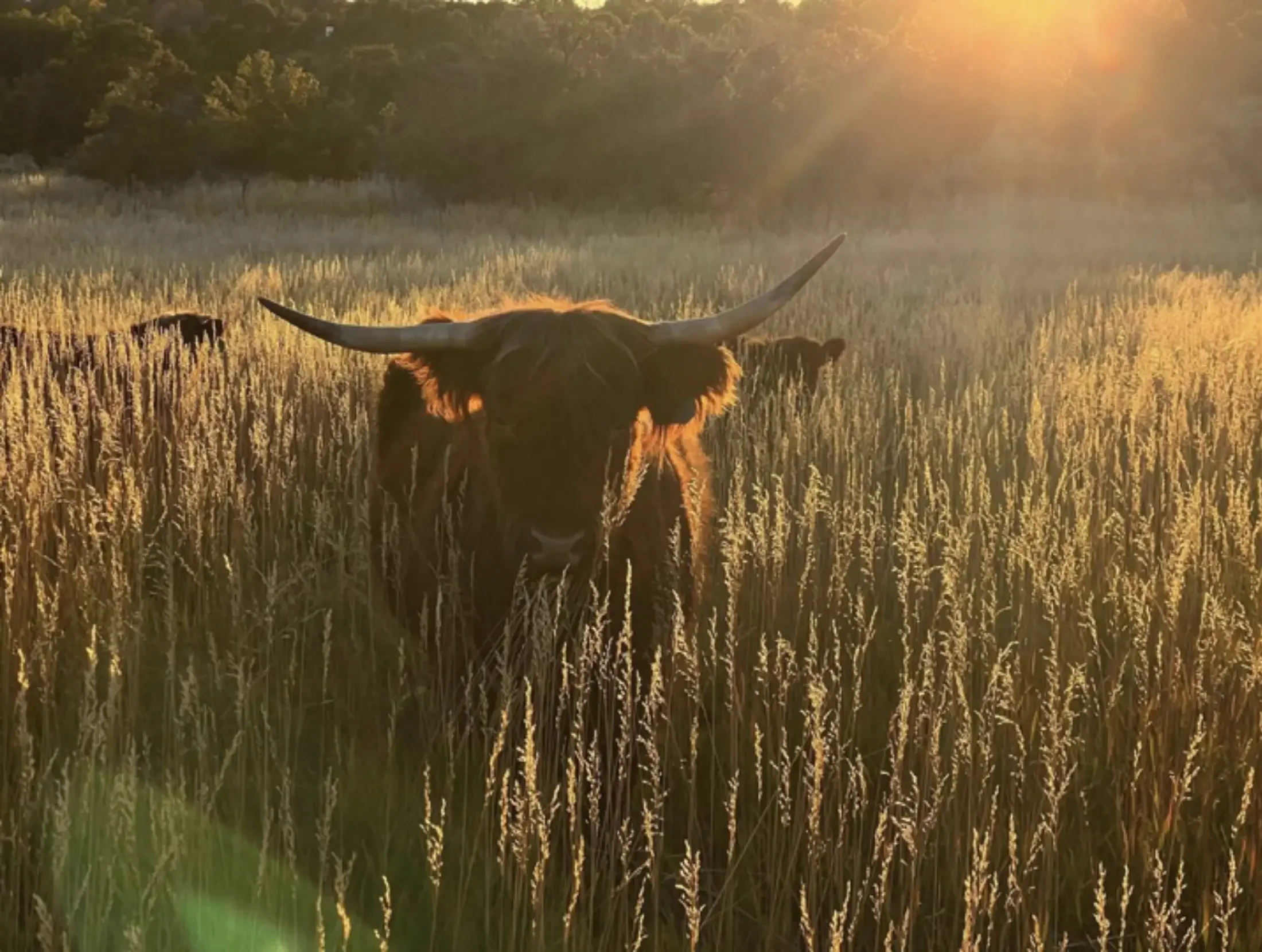 A Highland cow with long horns standing in a golden wheat field during sunset.