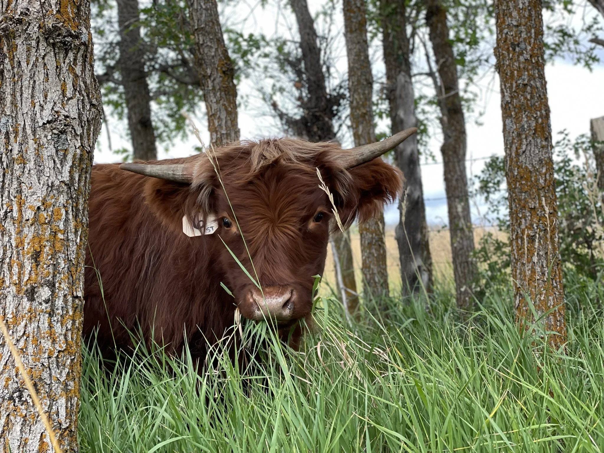 A brown cow with horns standing in a grassy area among trees with bark and some green leaves.