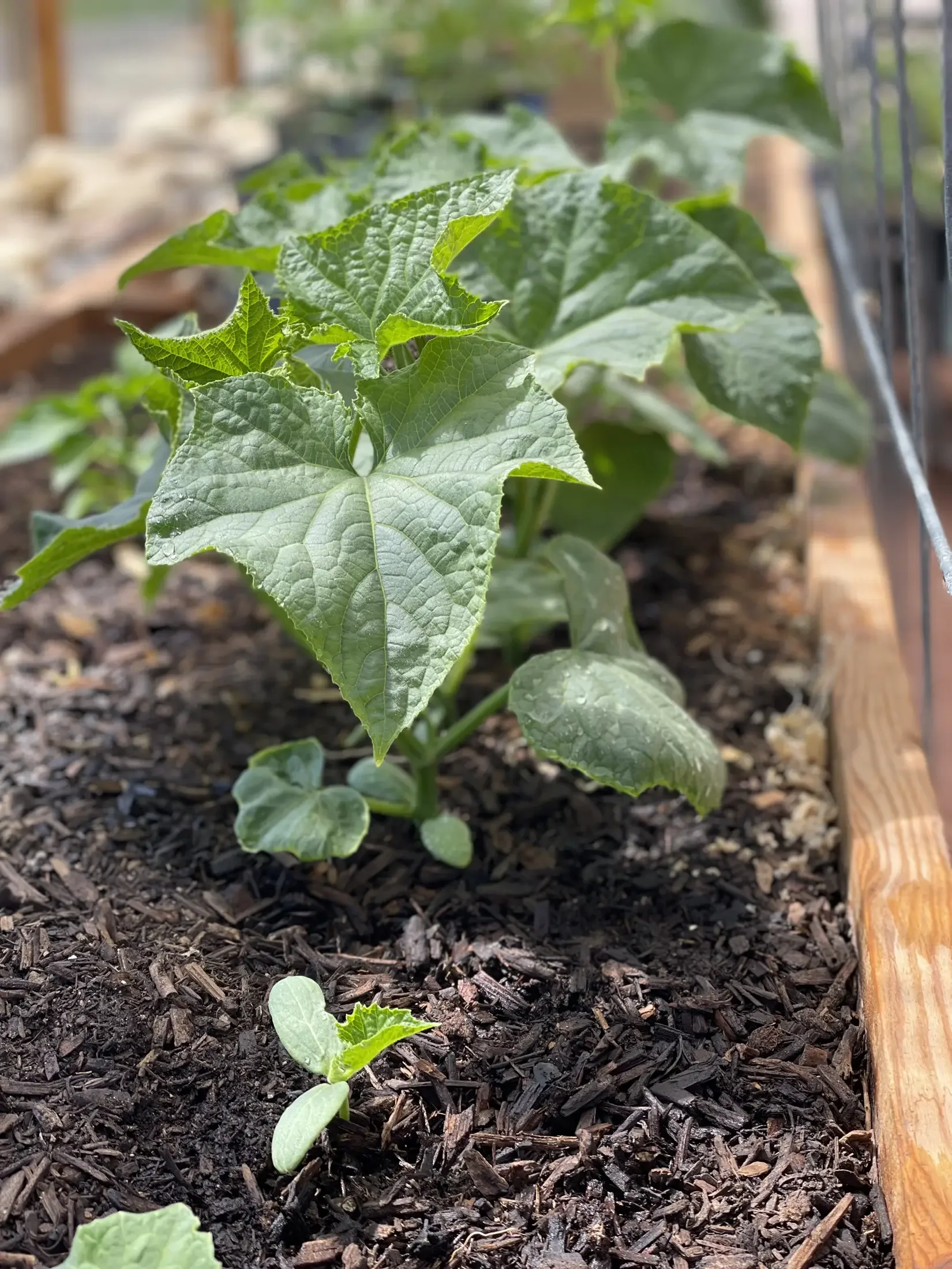 Close-up of young green plant growing in dark soil with a wooden edge to the garden bed.