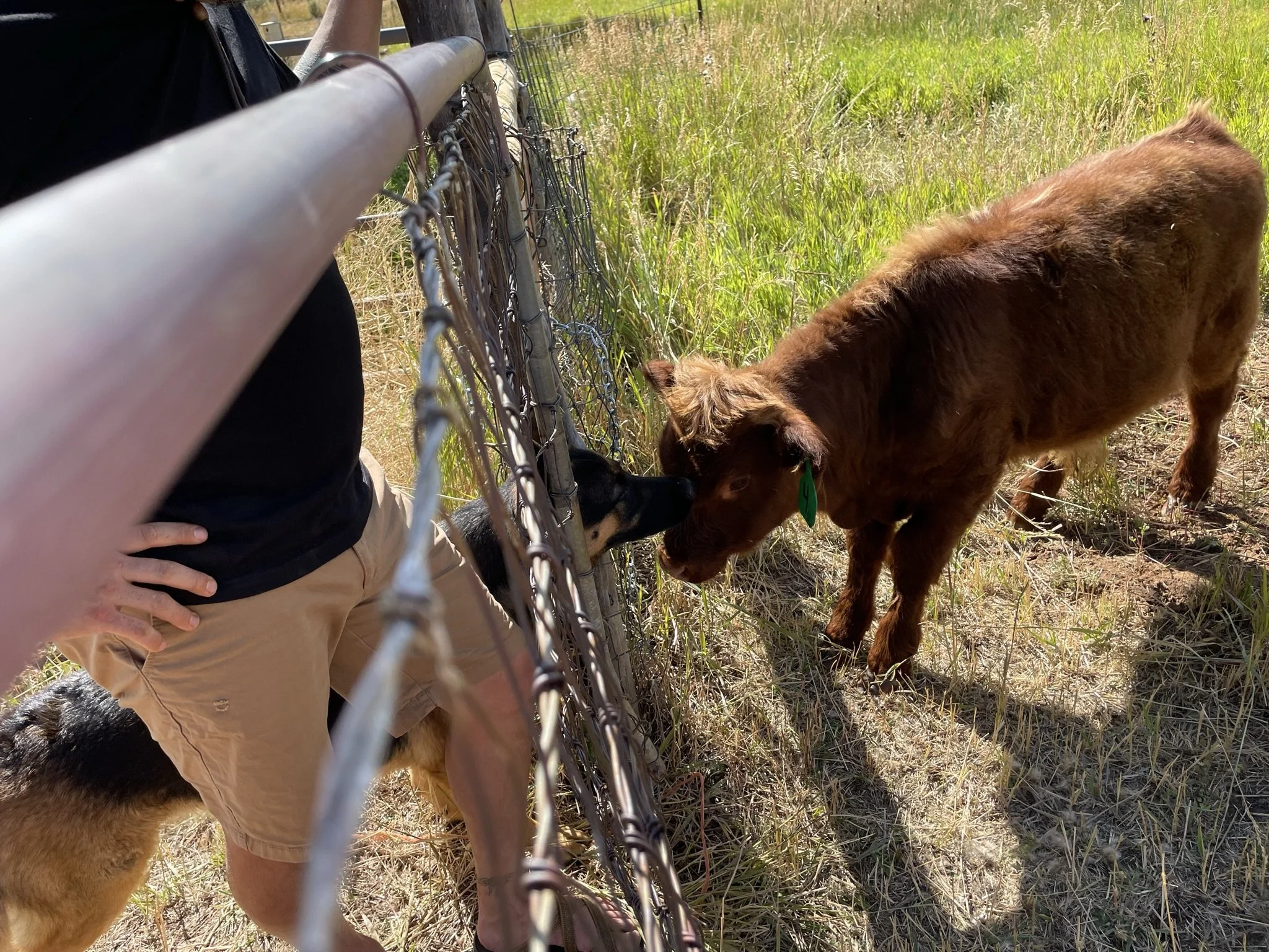 A person standing outside by a chain-link fence, interacting with a brown dog and a smaller black and tan dog in a grassy field.