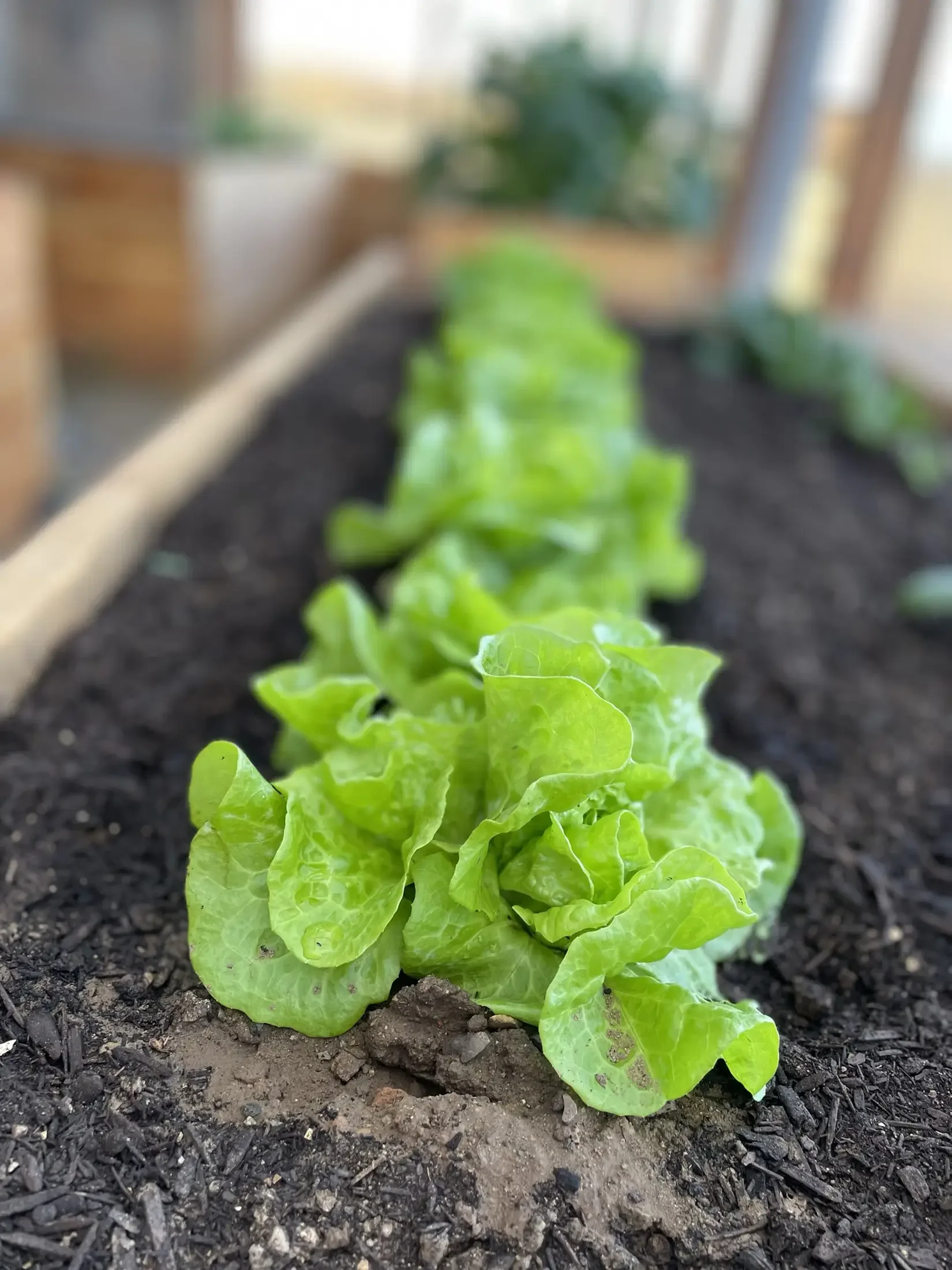 A row of fresh green lettuce plants growing in a garden bed with dark soil and a blurred background.