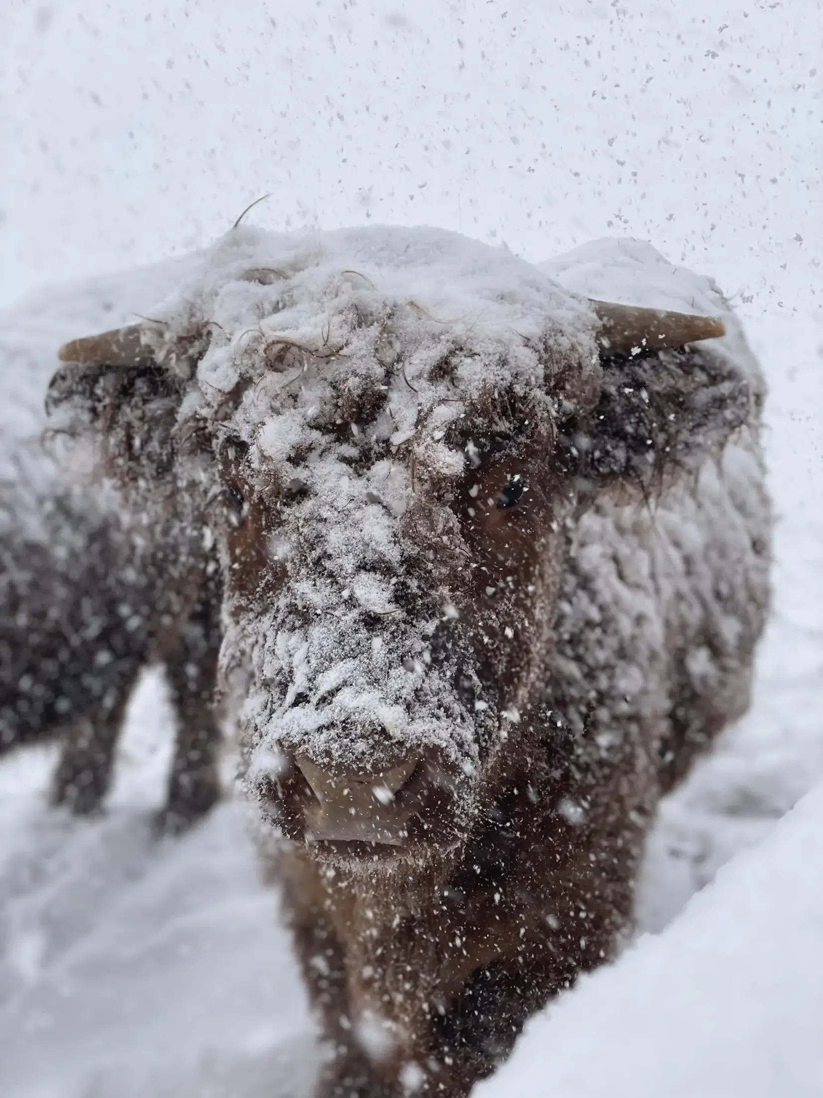 Close-up of a dog's nose with snow and ice on its snout, snow falling around.