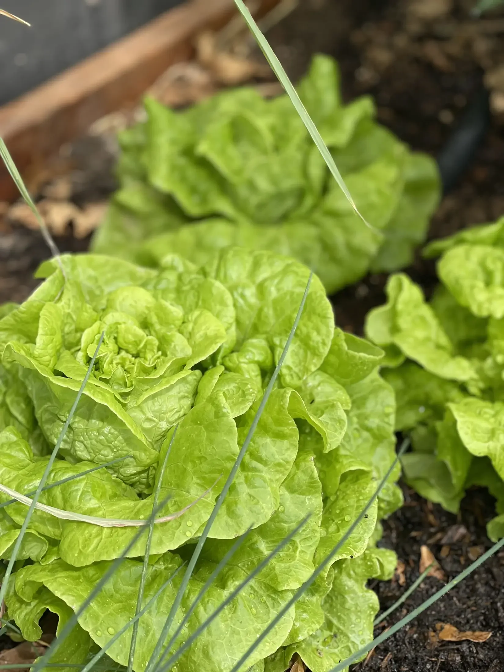 Close-up of a head of green leaf lettuce growing in soil, with some rain droplets on the leaves.