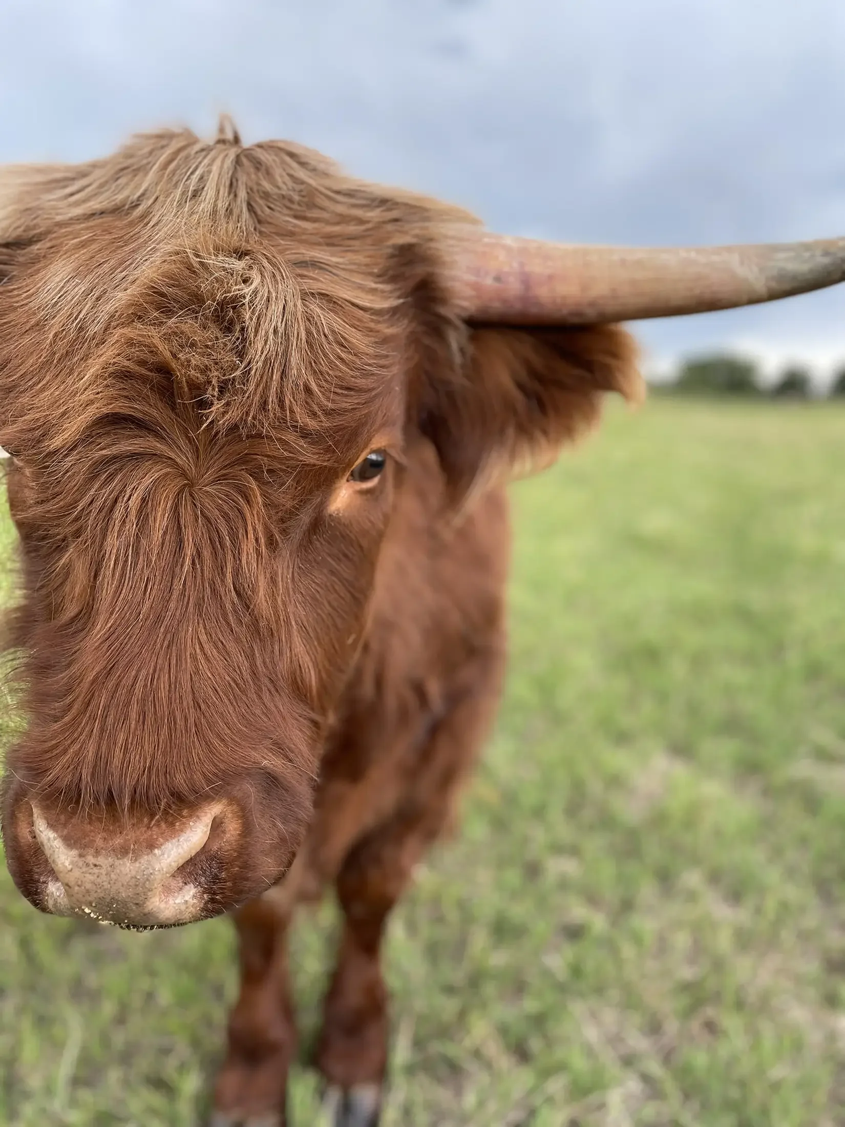 Close-up of a brown cow's face and part of its horn in a green pasture with a cloudy sky.