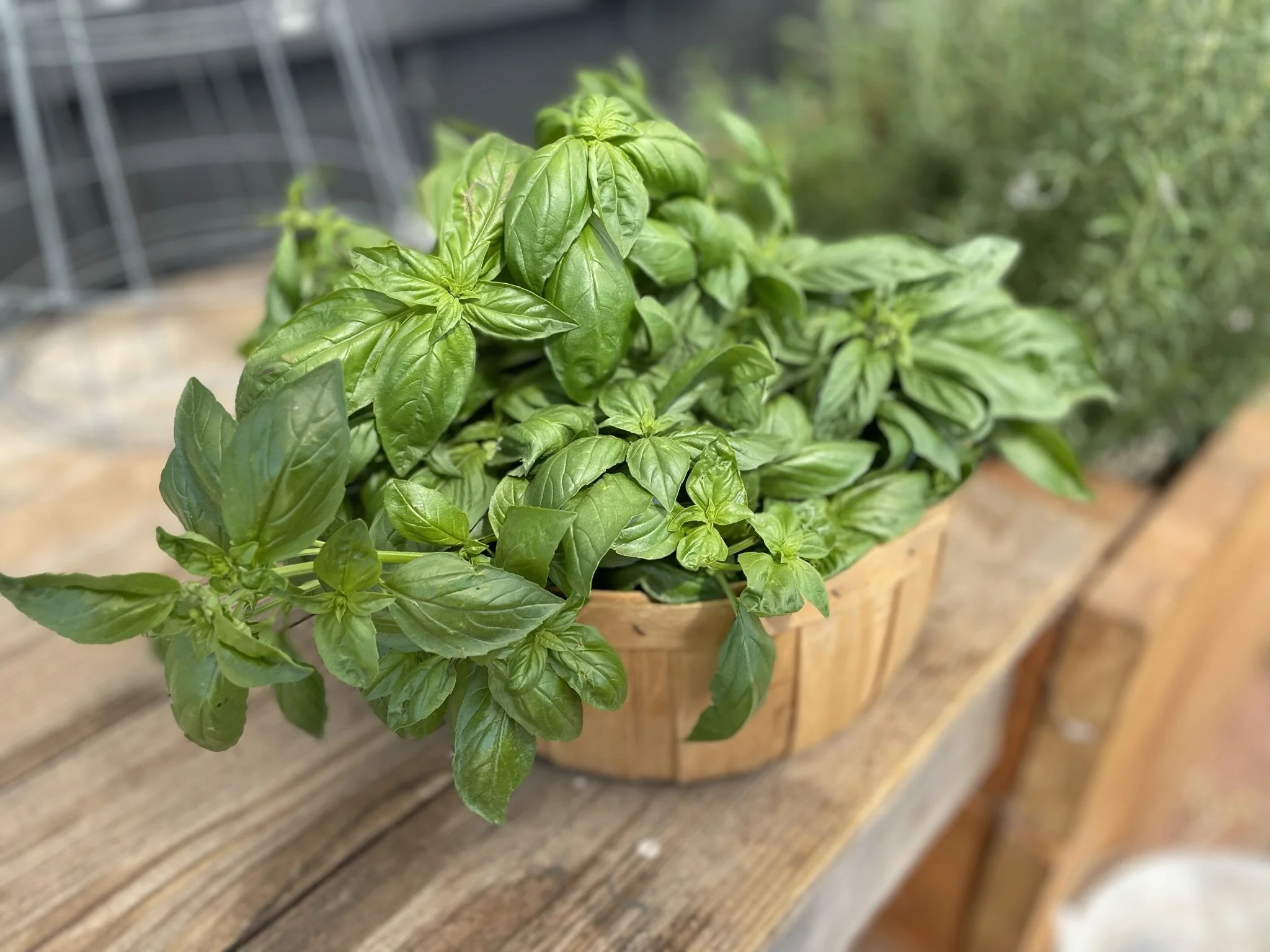 A potted basil plant with bright green leaves on a wooden surface.