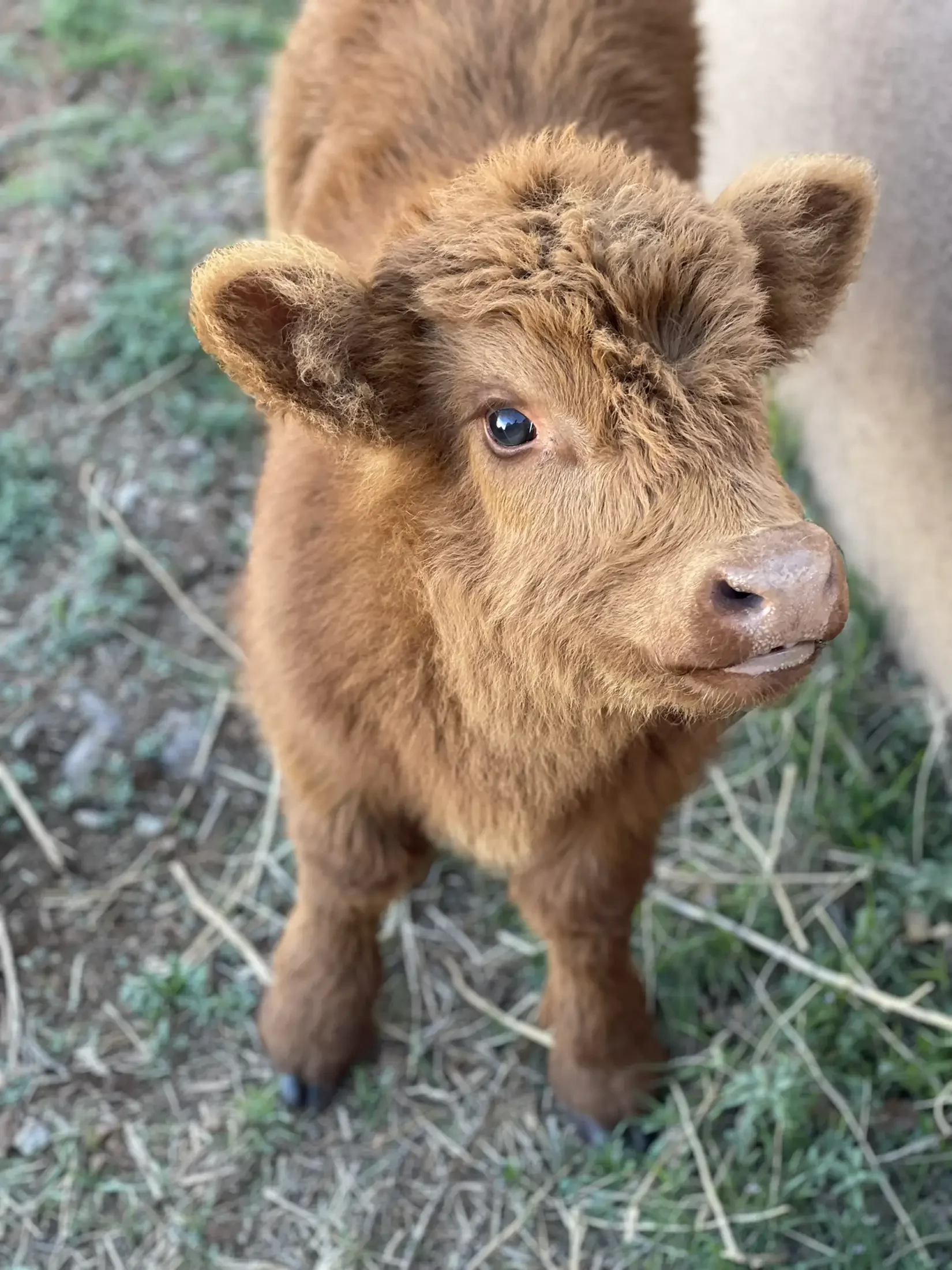 A close-up image of a brown calf with curly hair on its head, standing outdoors on grass and dirt.