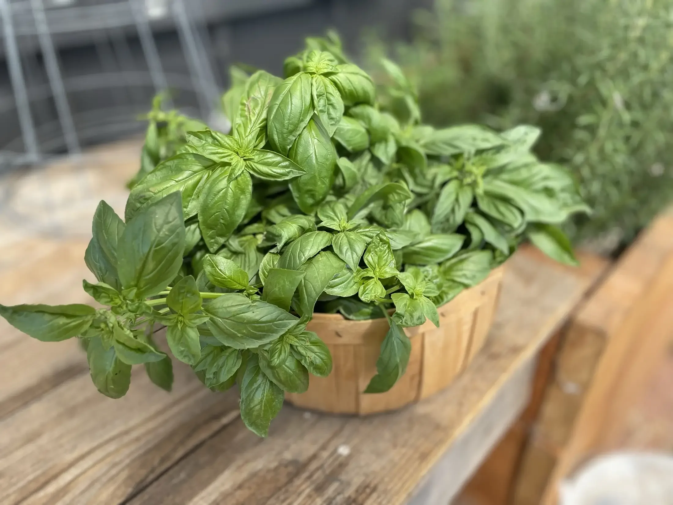 Fresh green basil plant growing in a wooden container in a garden or greenhouse.